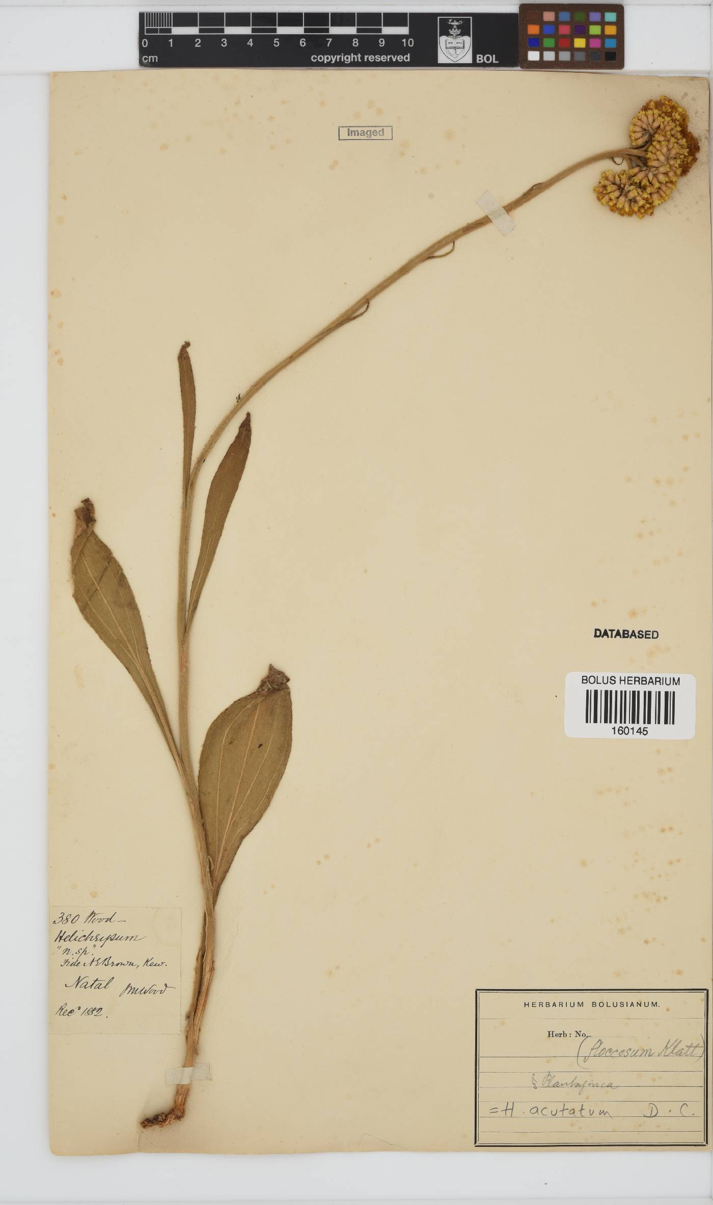 Helichrysum acutatum image