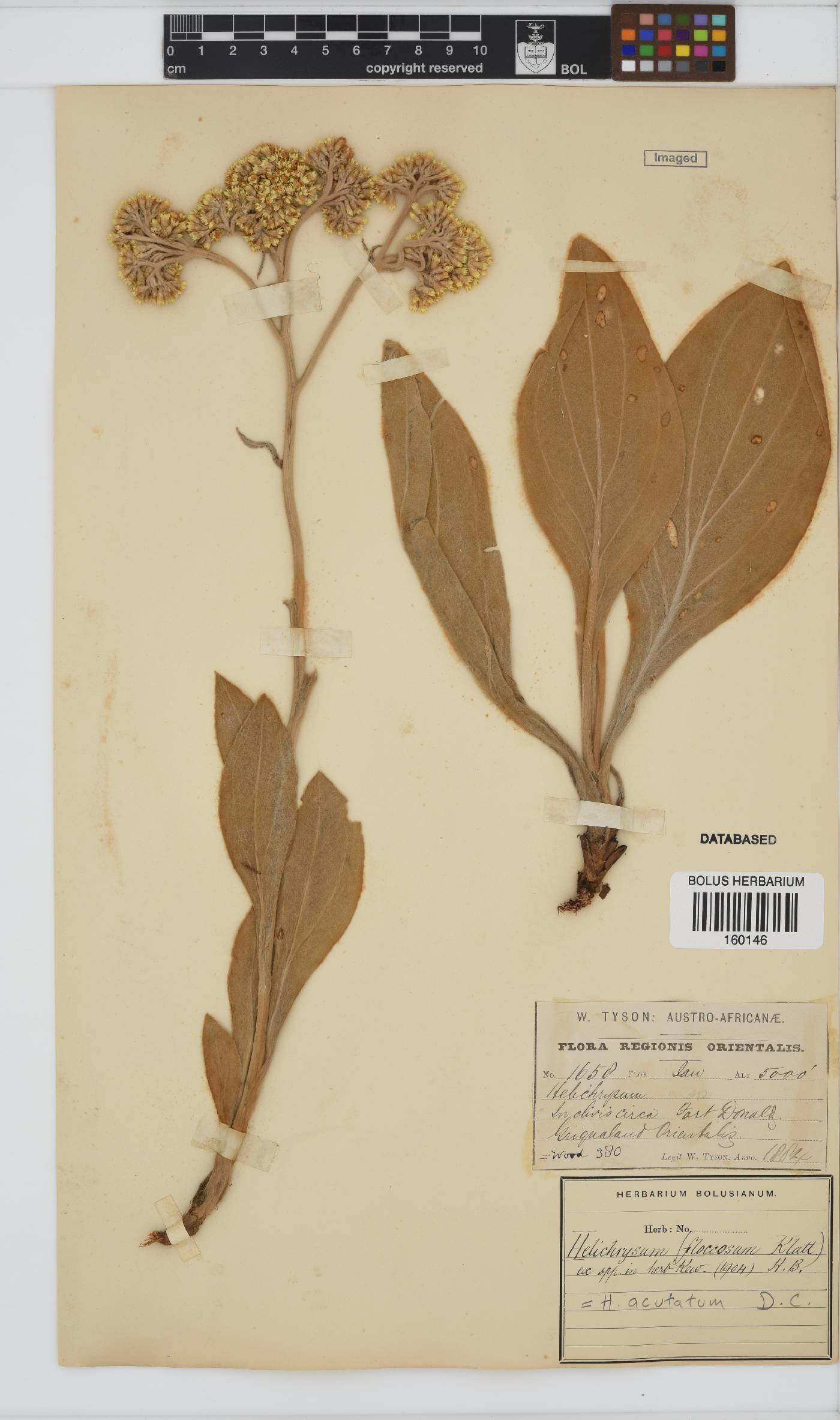 Helichrysum acutatum image