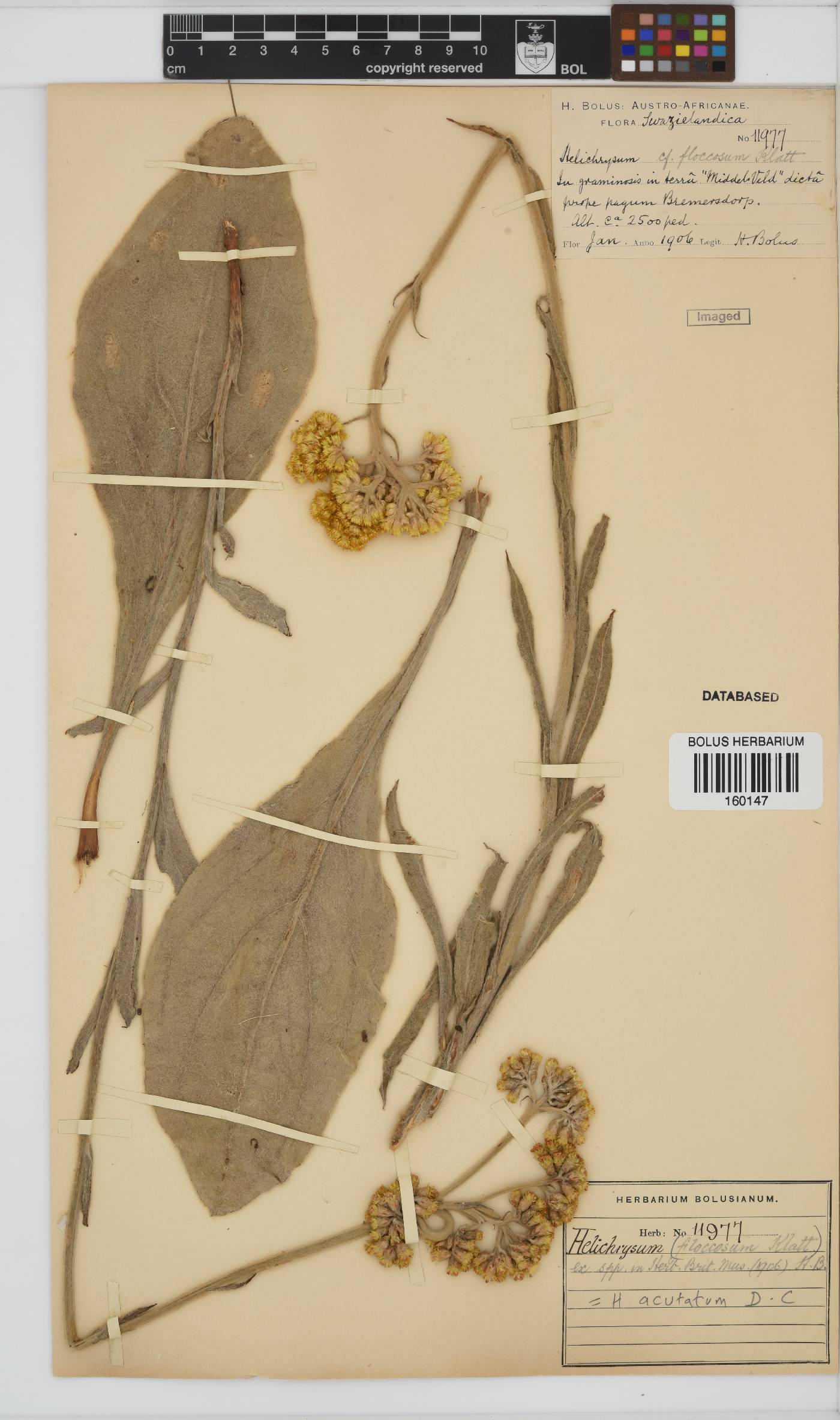 Helichrysum acutatum image