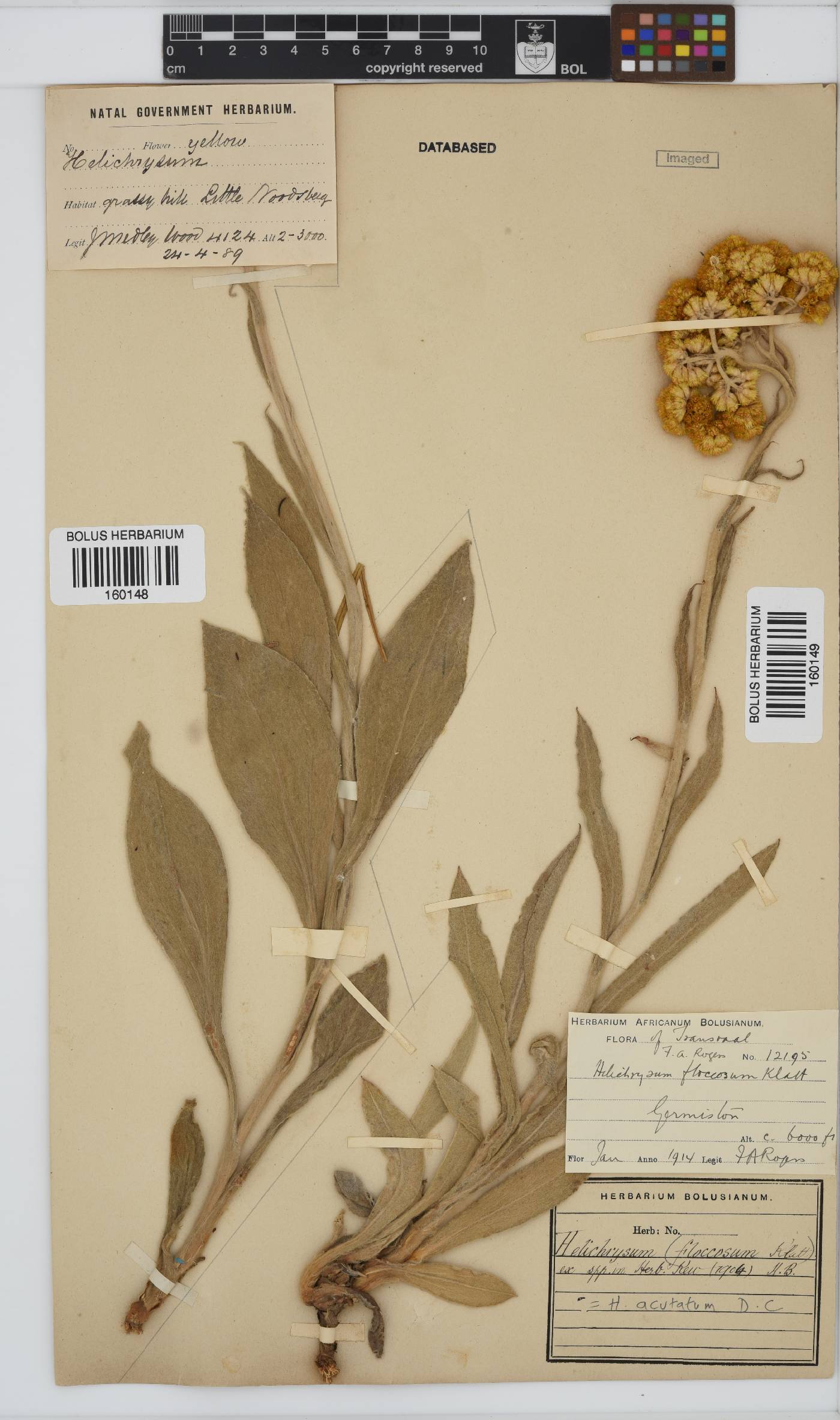 Helichrysum acutatum image