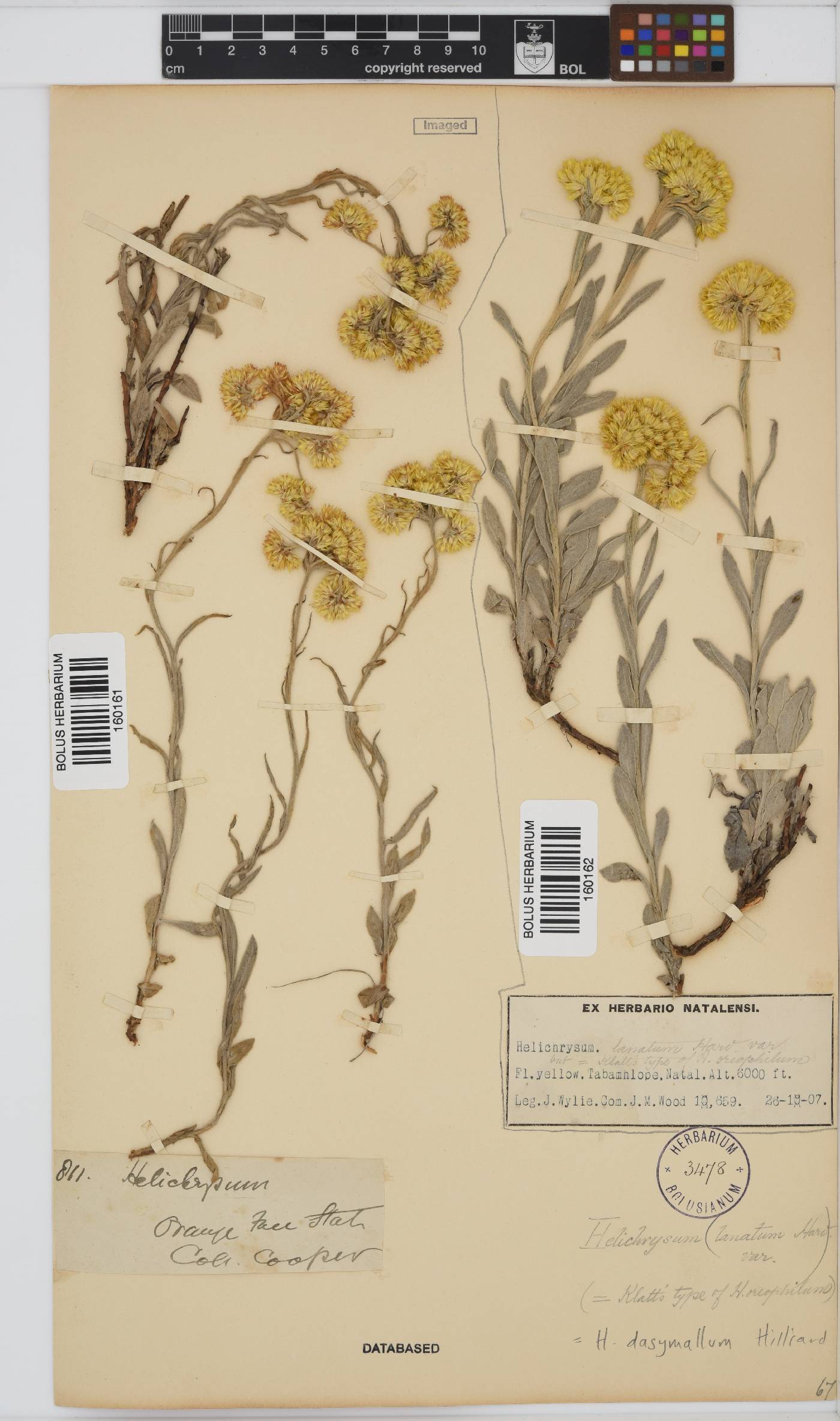 Helichrysum dasymallum image