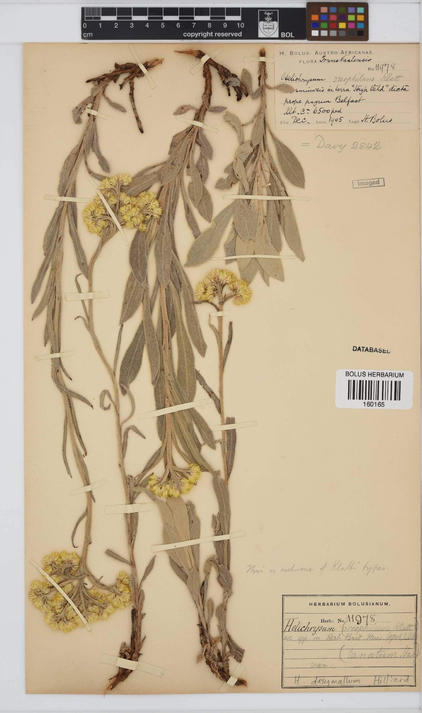 Helichrysum dasymallum image