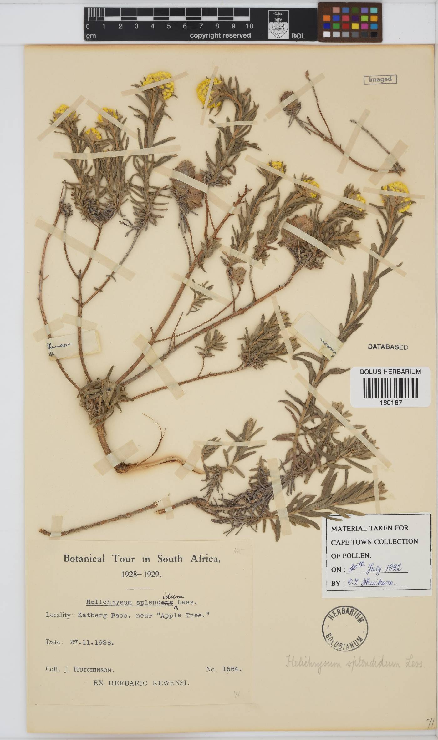 Helichrysum splendidum image