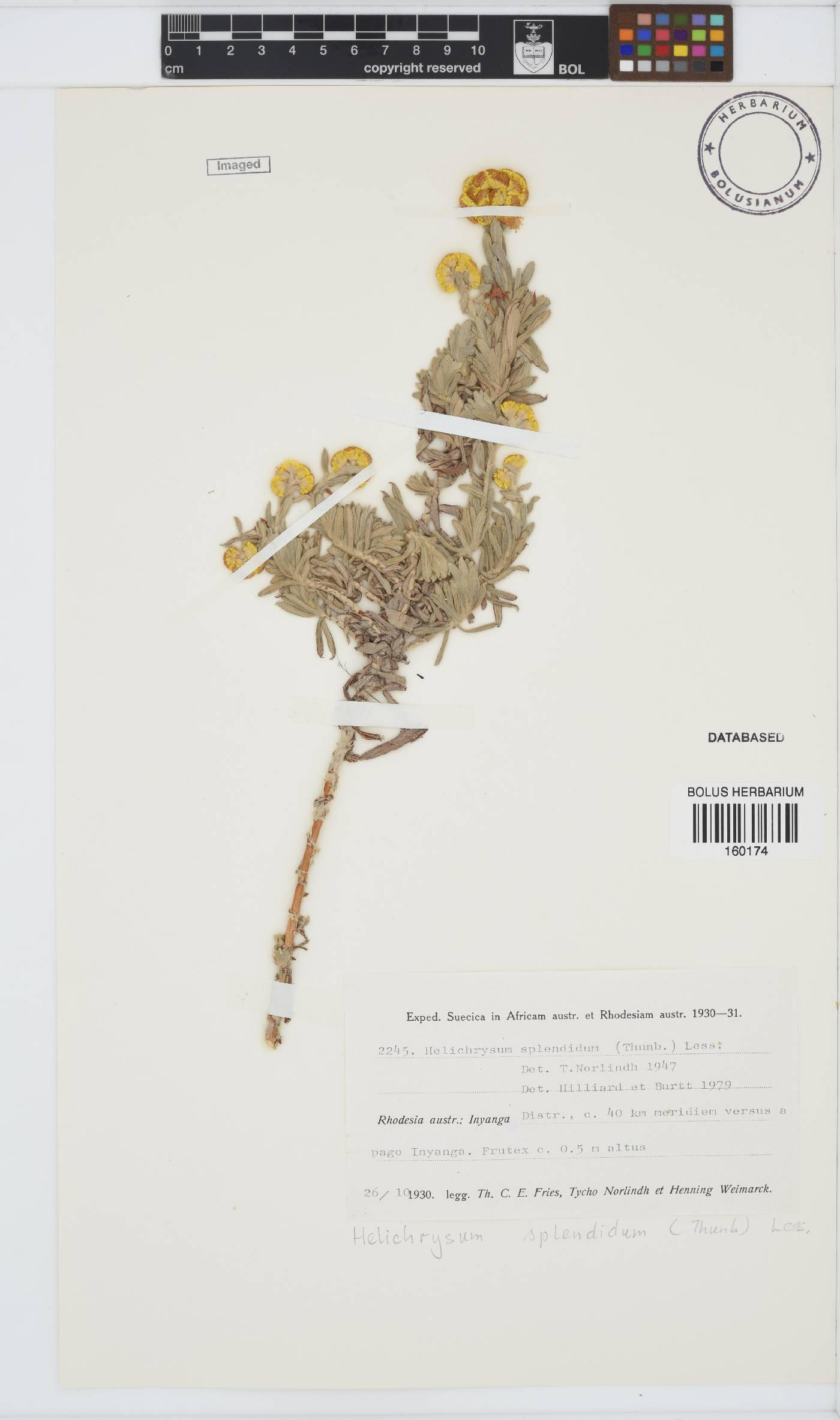 Helichrysum splendidum image