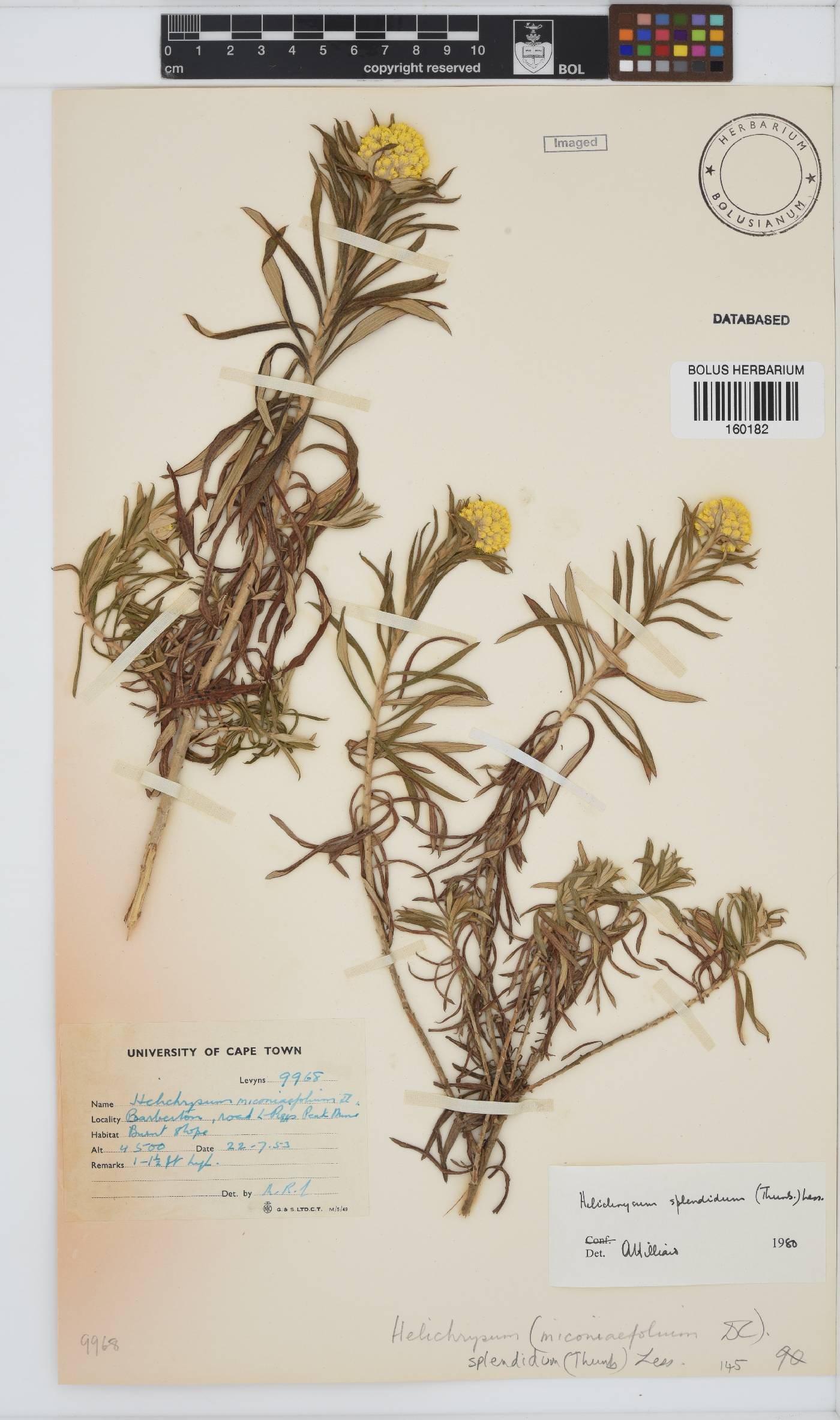 Helichrysum splendidum image