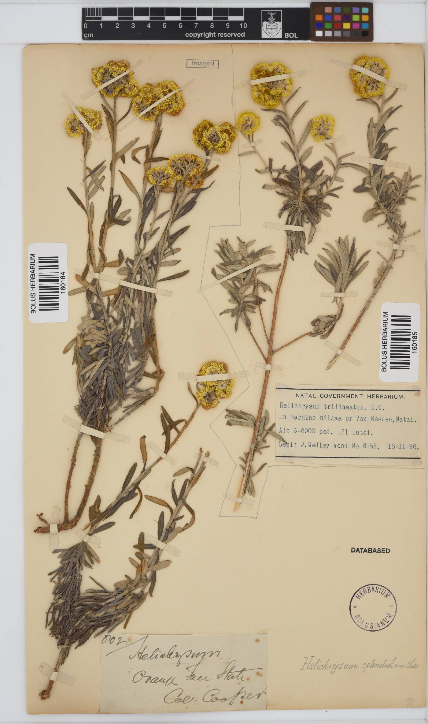 Helichrysum splendidum image