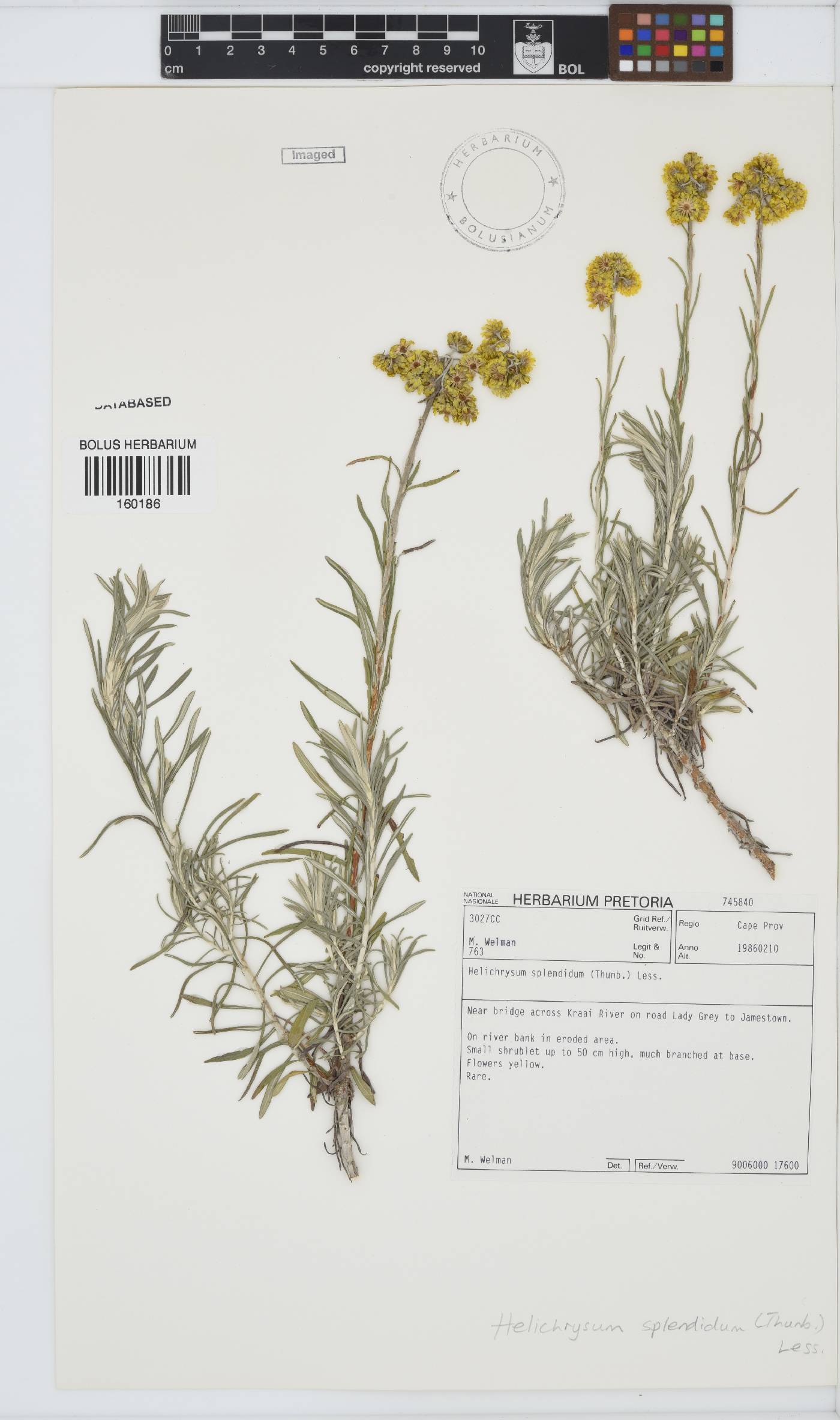 Helichrysum splendidum image