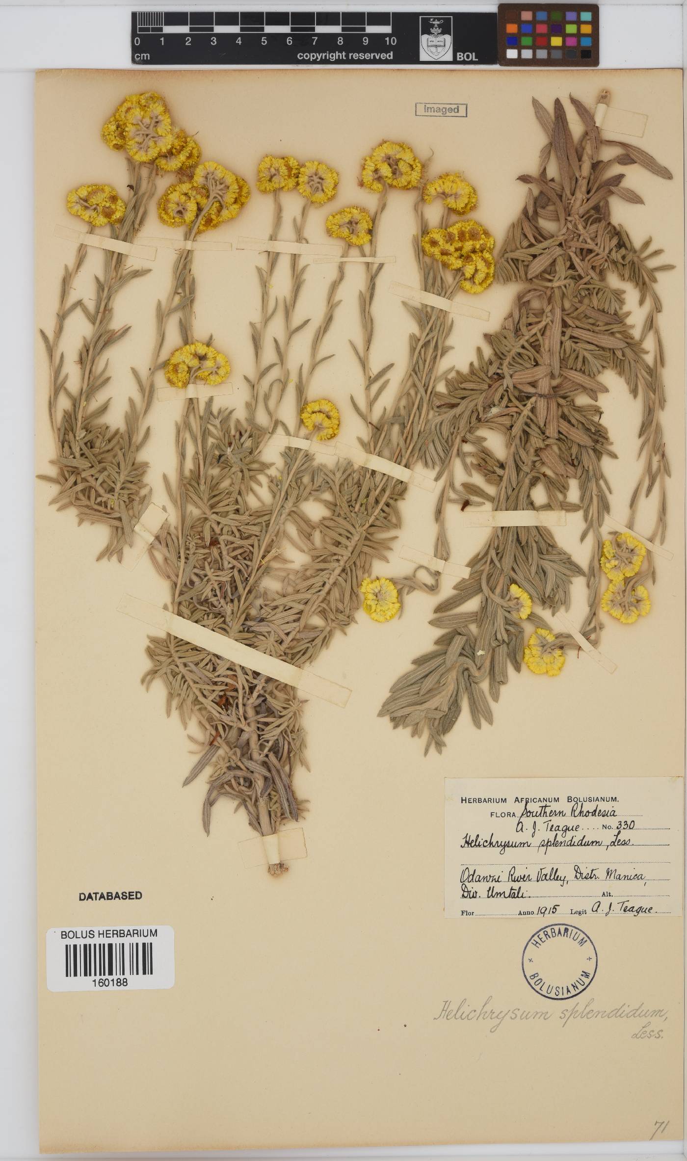 Helichrysum splendidum image