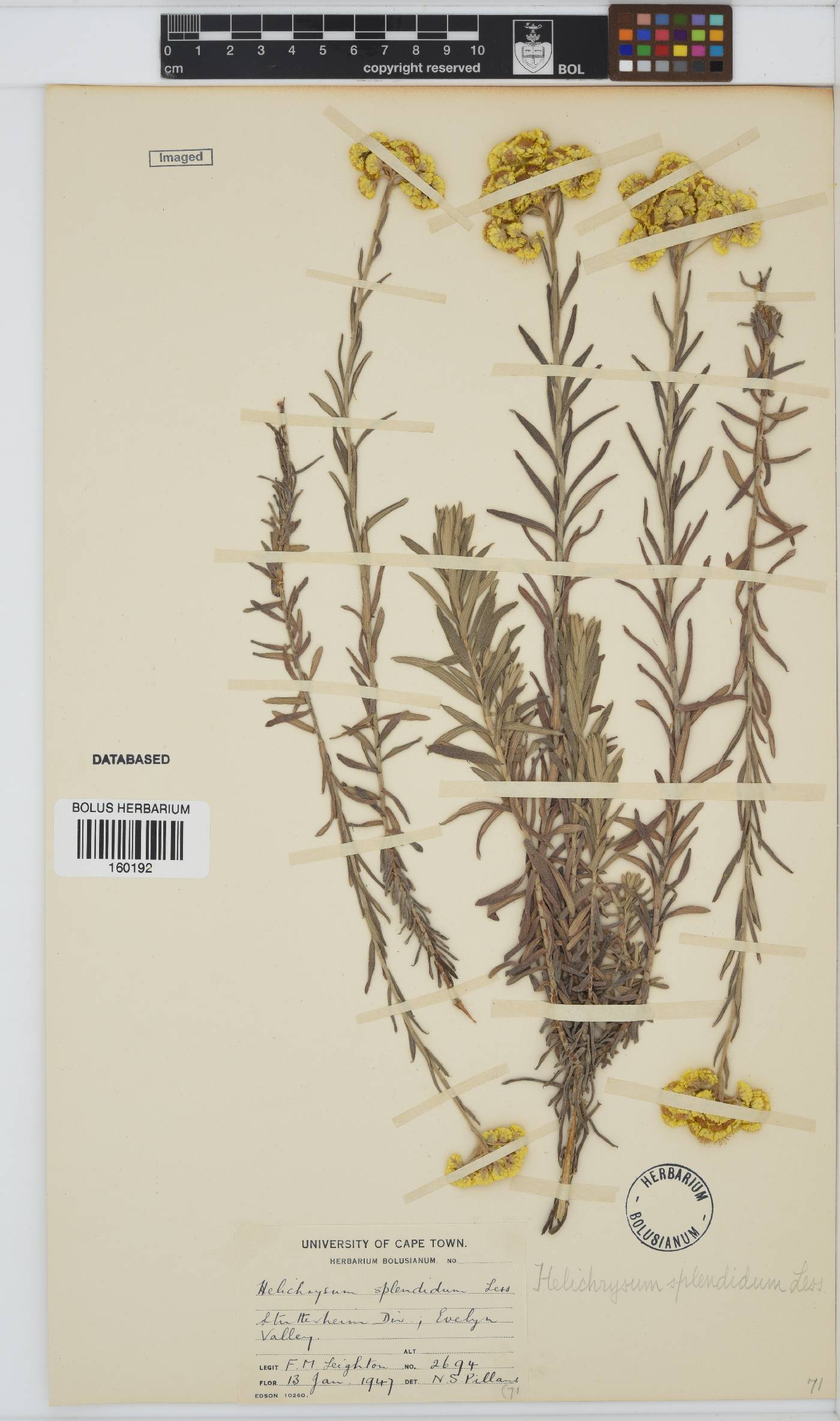 Helichrysum splendidum image