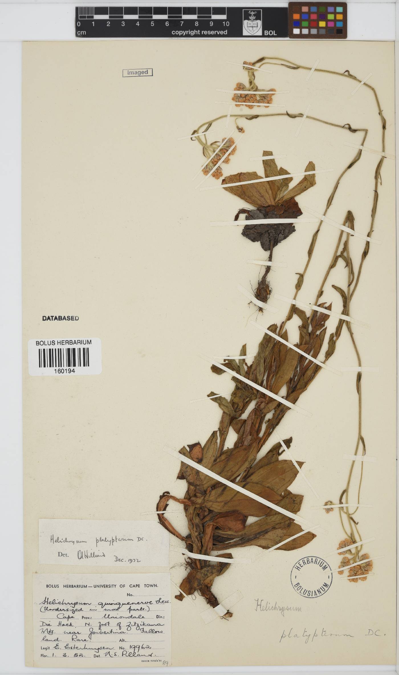 Helichrysum platypterum image
