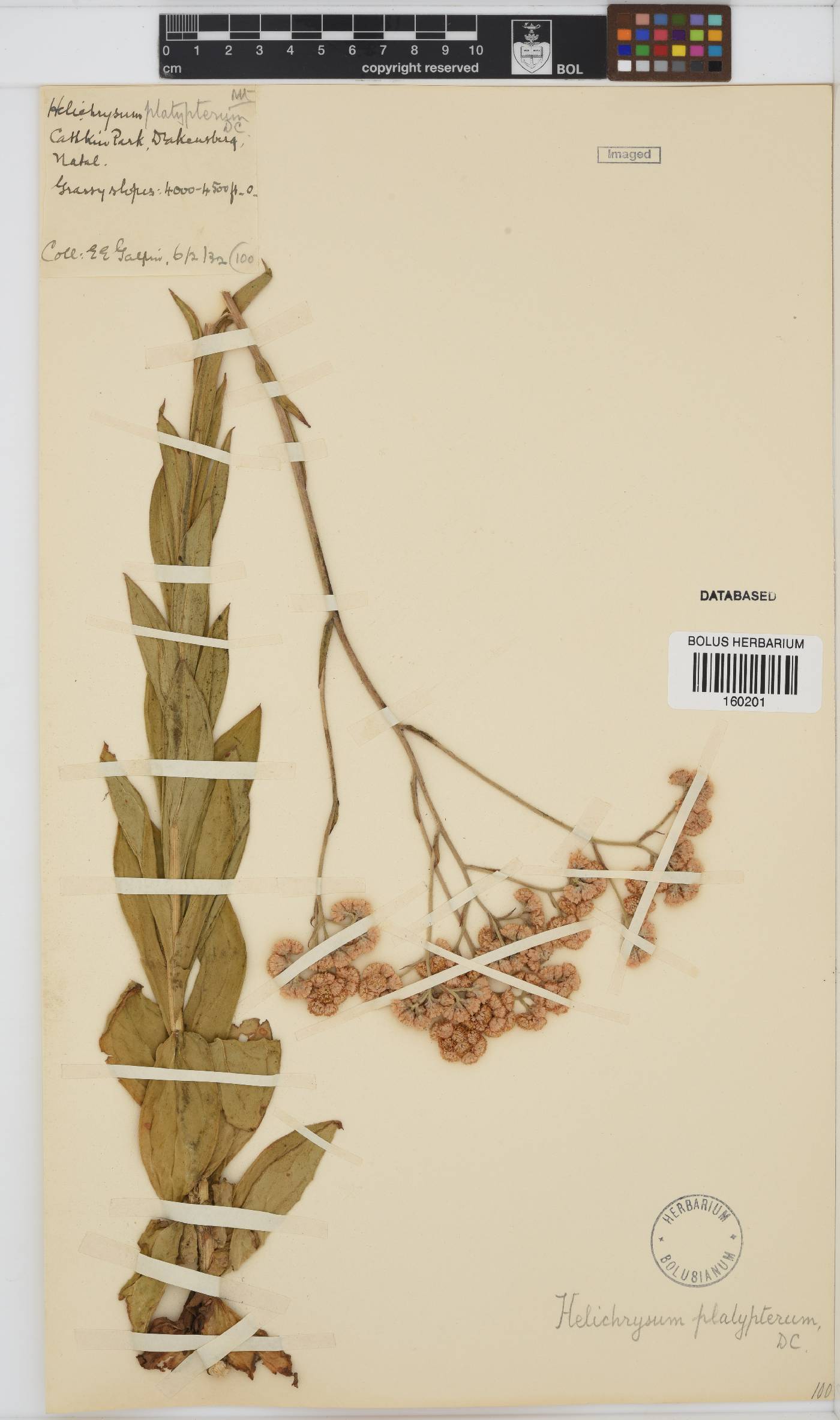 Helichrysum platypterum image
