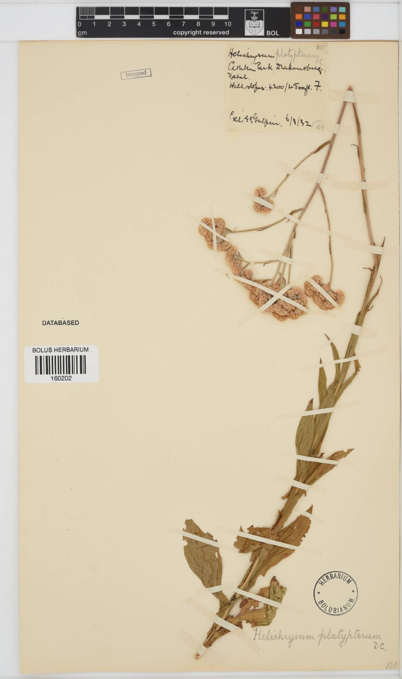 Helichrysum platypterum image
