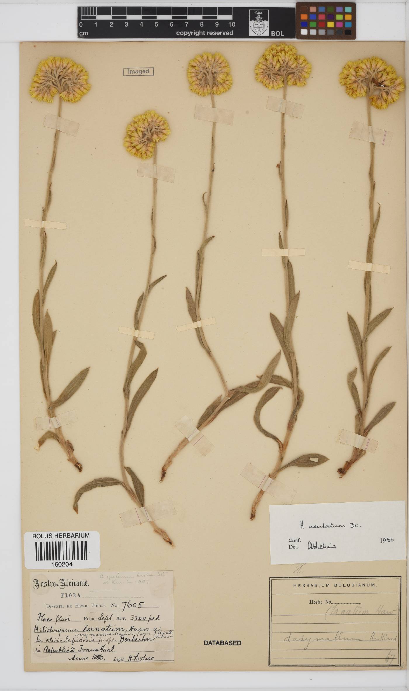 Helichrysum acutatum image