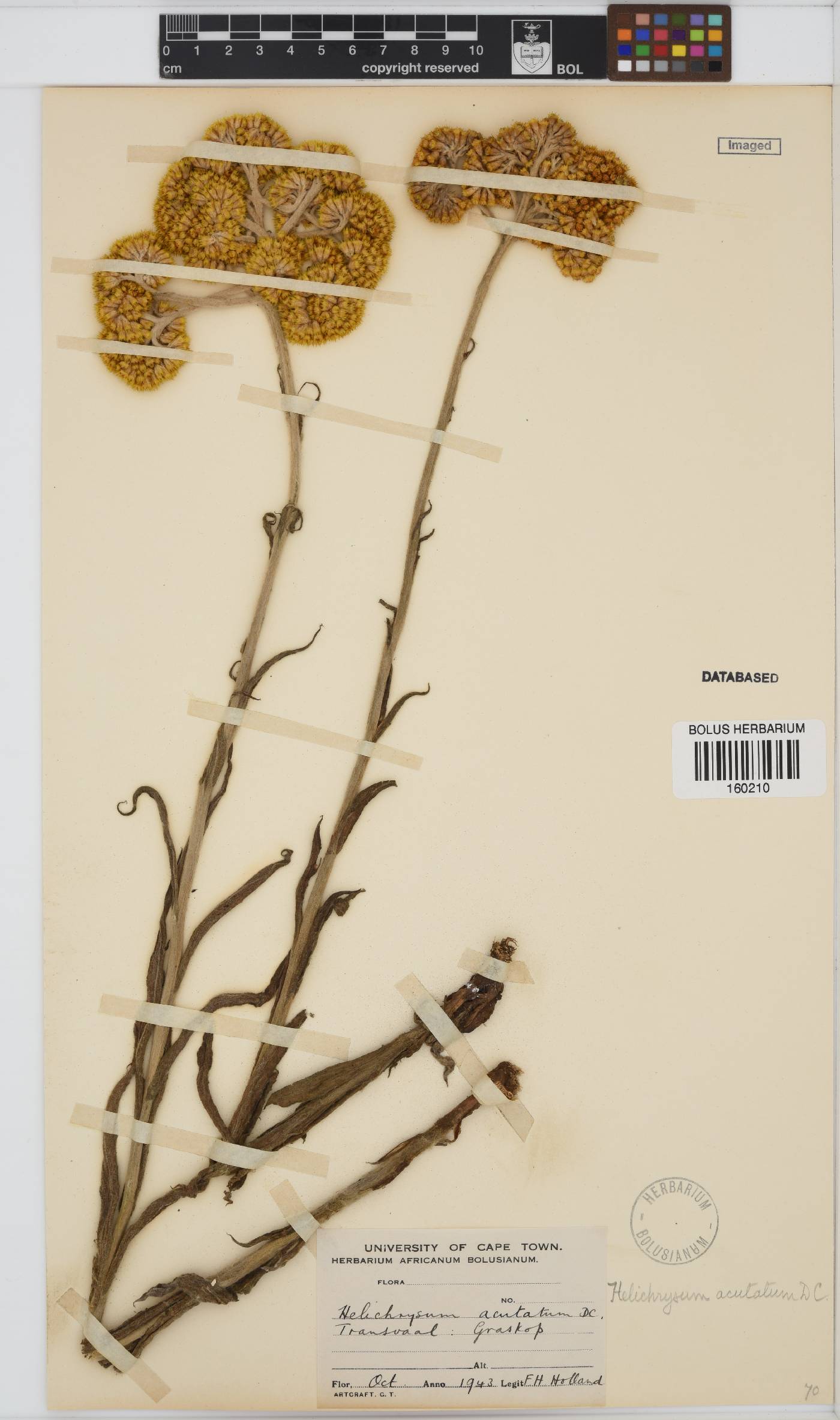 Helichrysum acutatum image