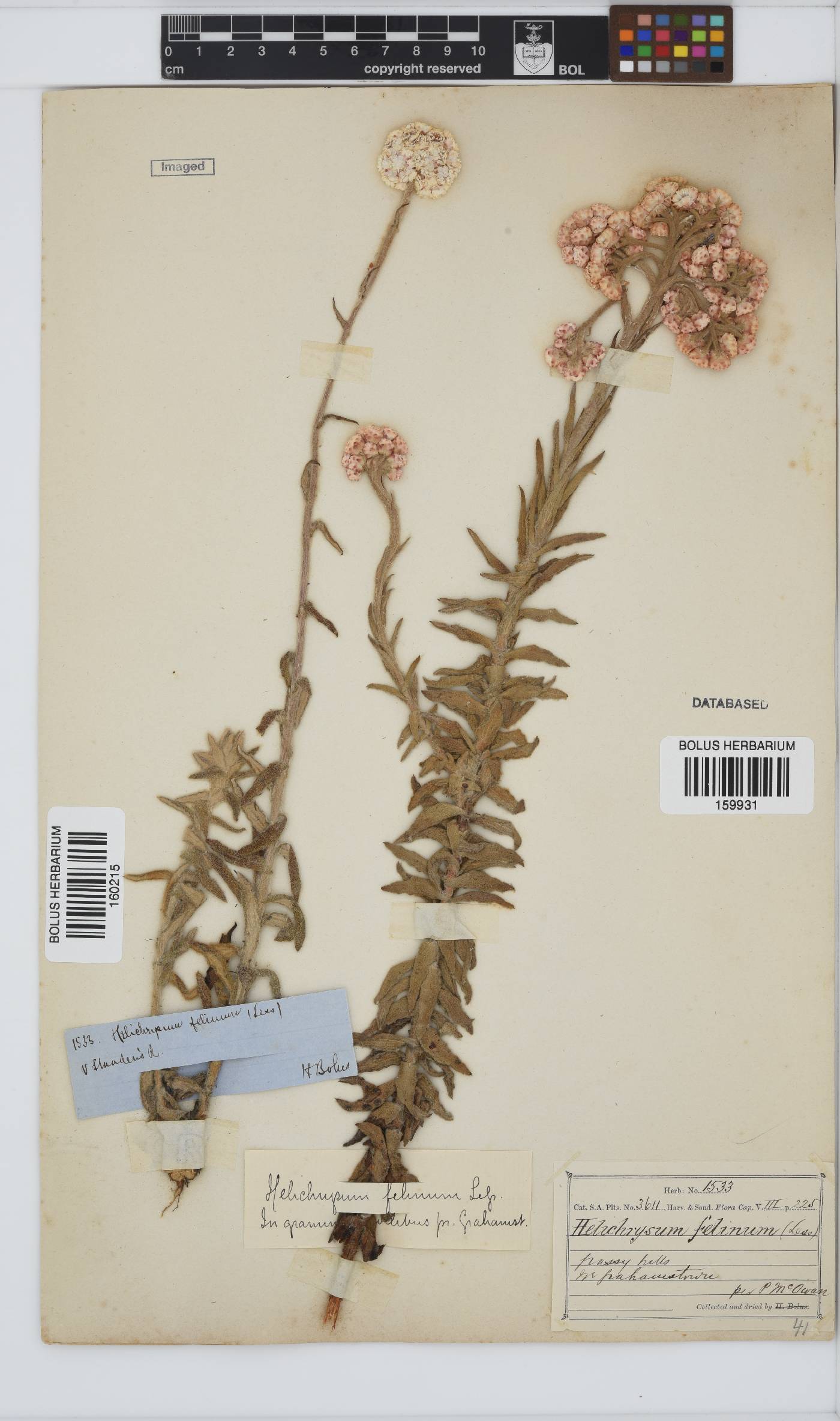 Helichrysum felinum image