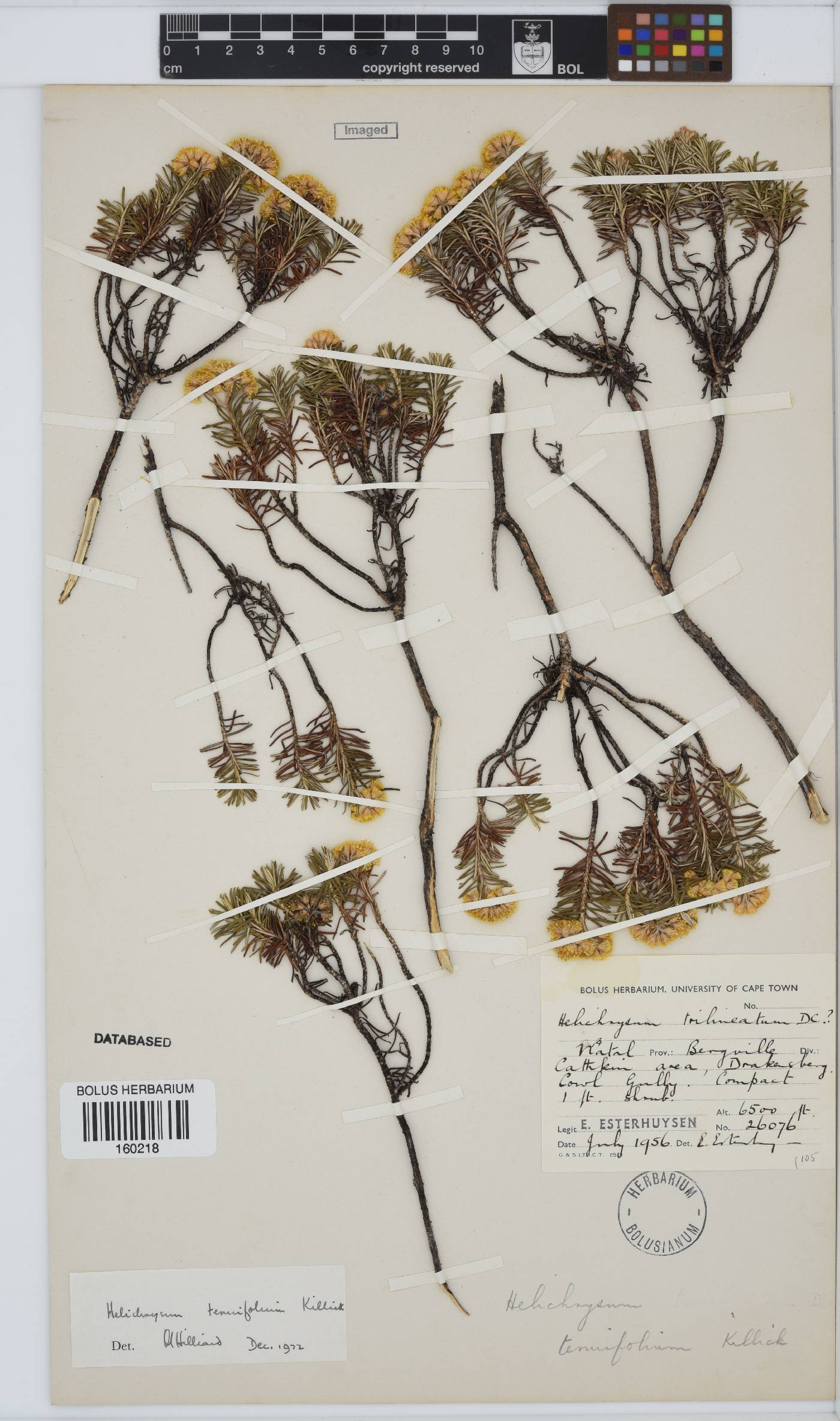 Helichrysum tenuifolium image