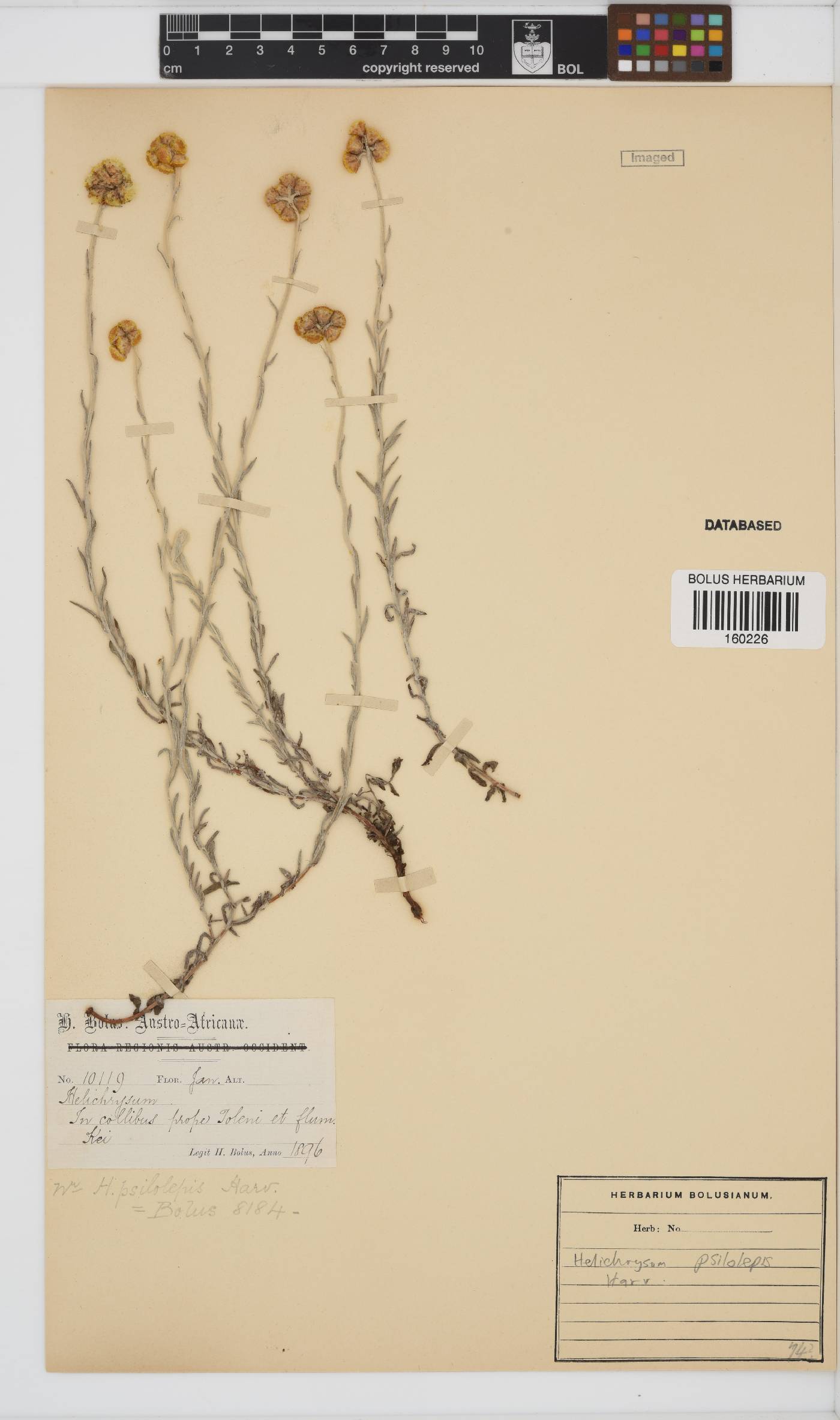 Helichrysum psilolepis image