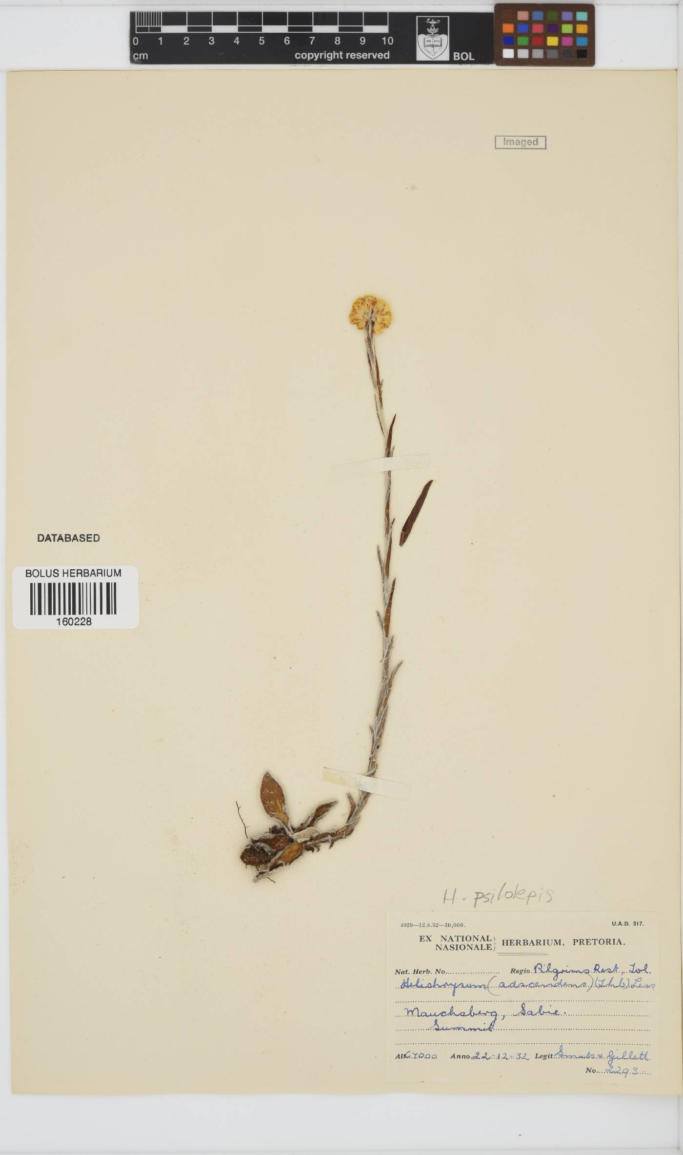 Helichrysum psilolepis image