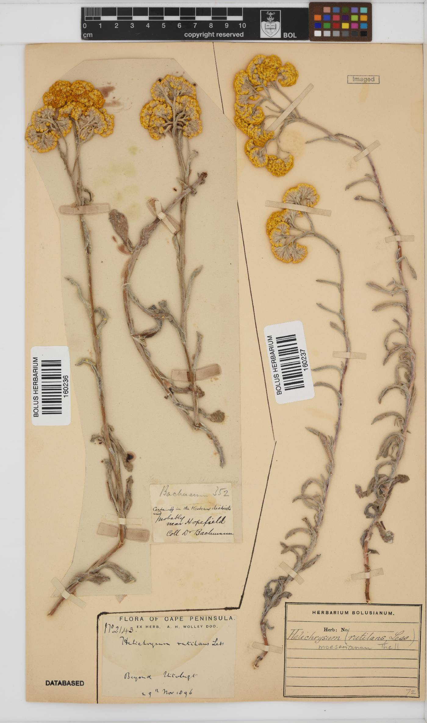 Helichrysum image