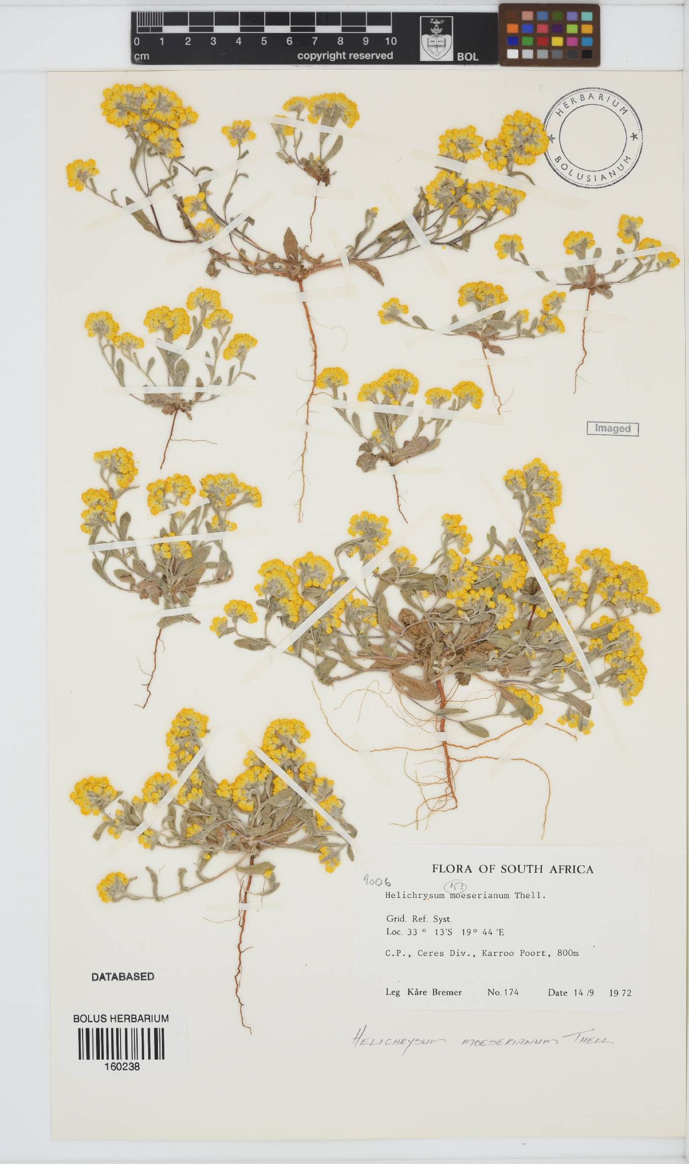 Helichrysum moeserianum image