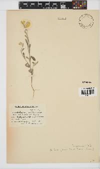 Helichrysum moeserianum image