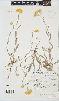 Helichrysum moeserianum image