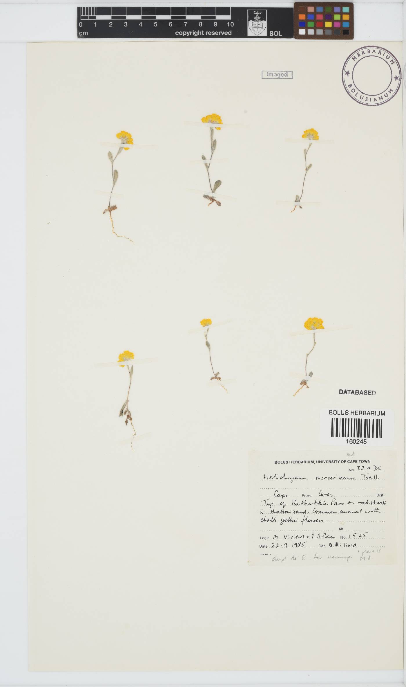 Helichrysum moeserianum image