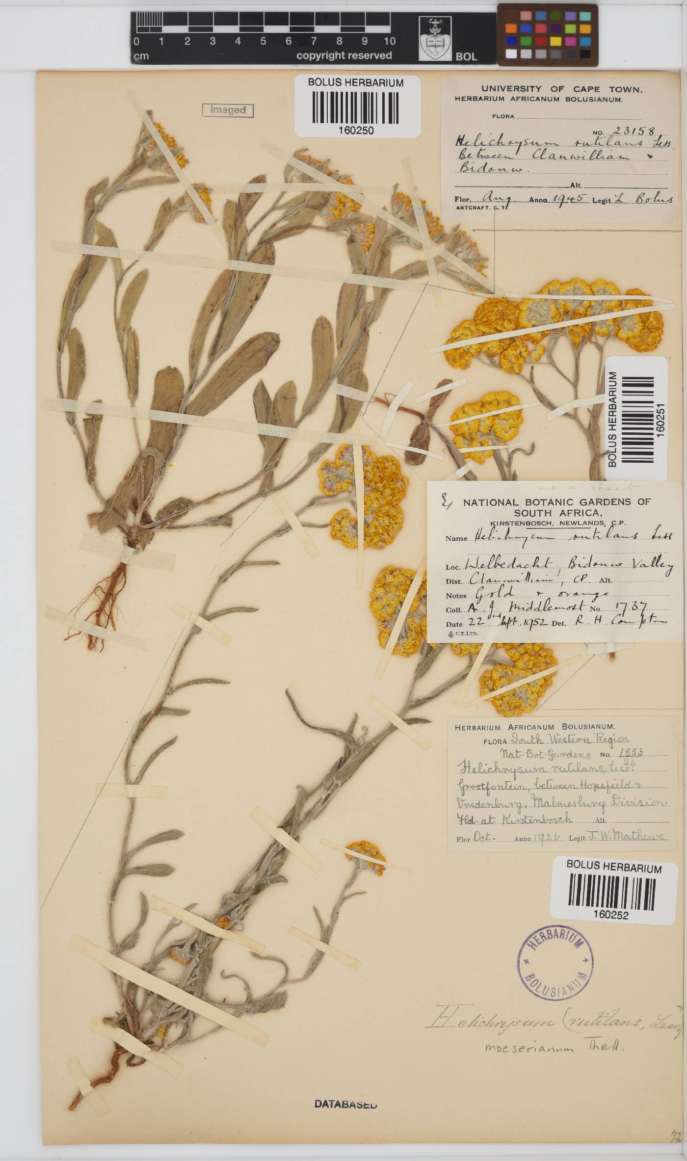 Helichrysum moeserianum image