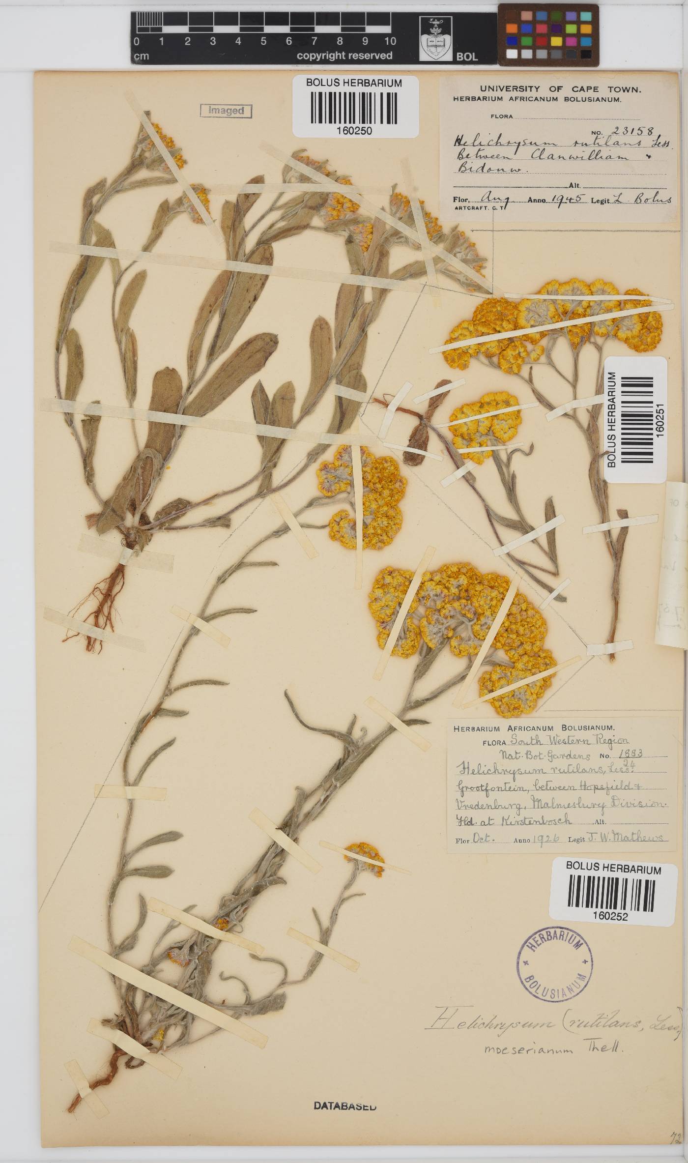Helichrysum moeserianum image