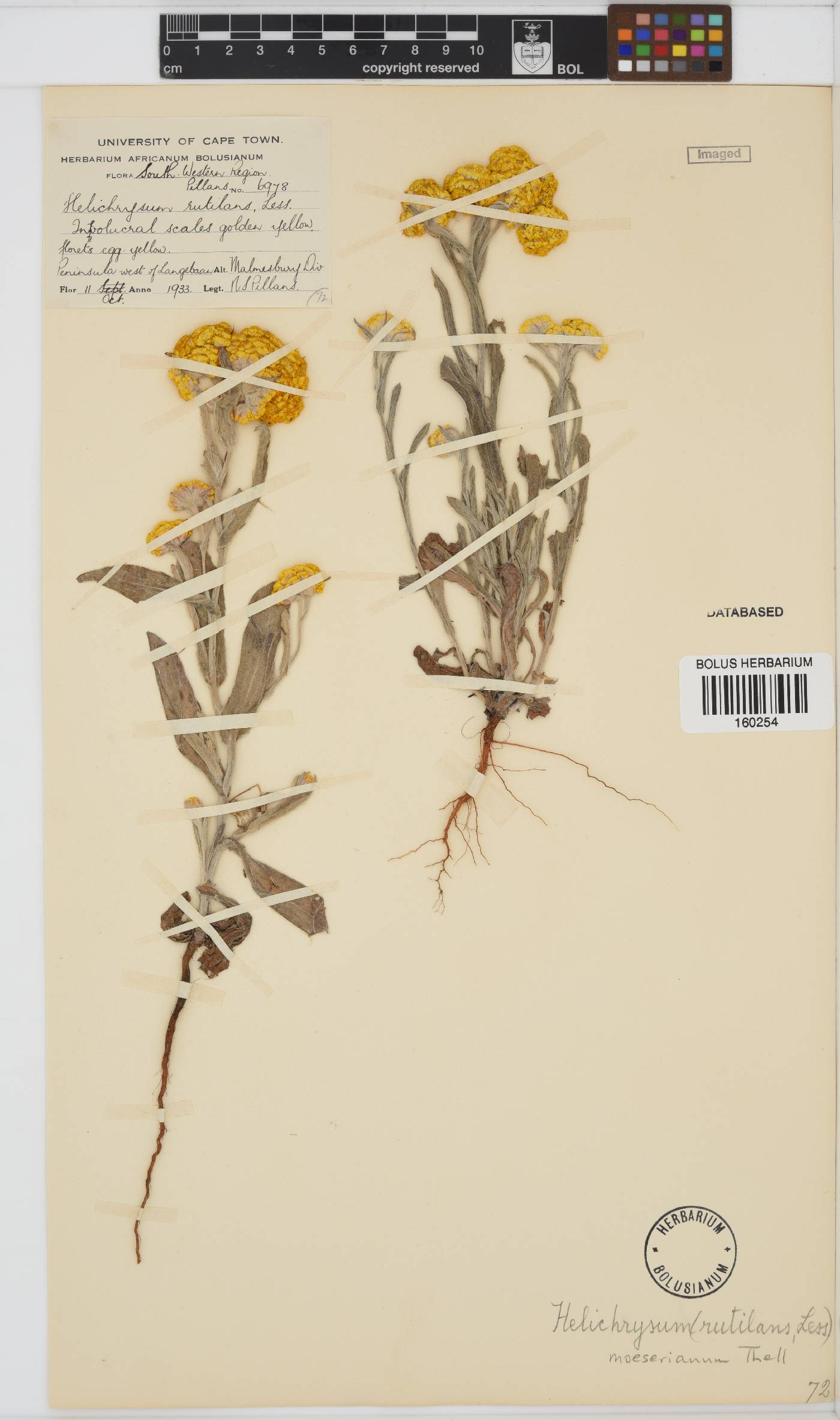 Helichrysum moeserianum image
