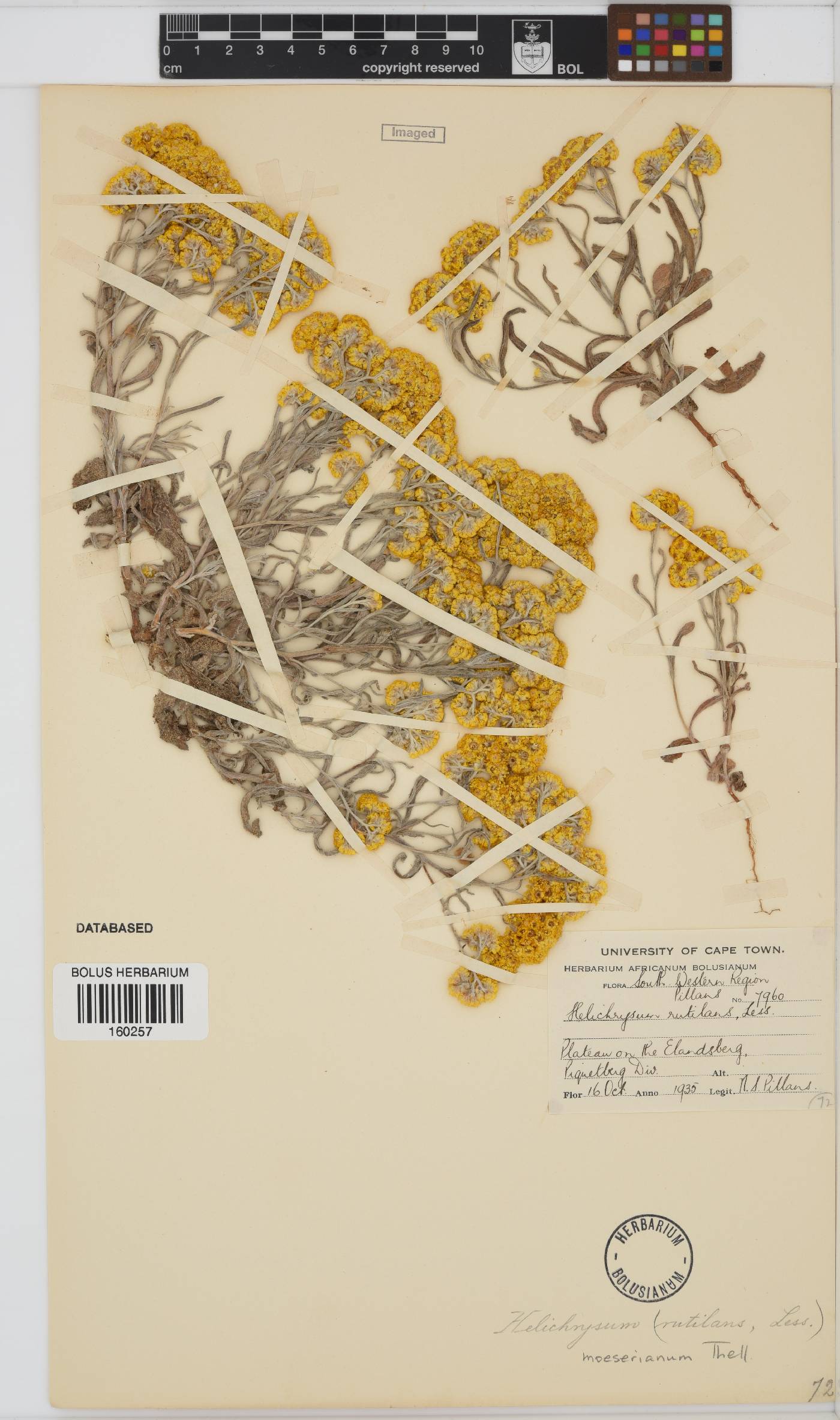Helichrysum moeserianum image