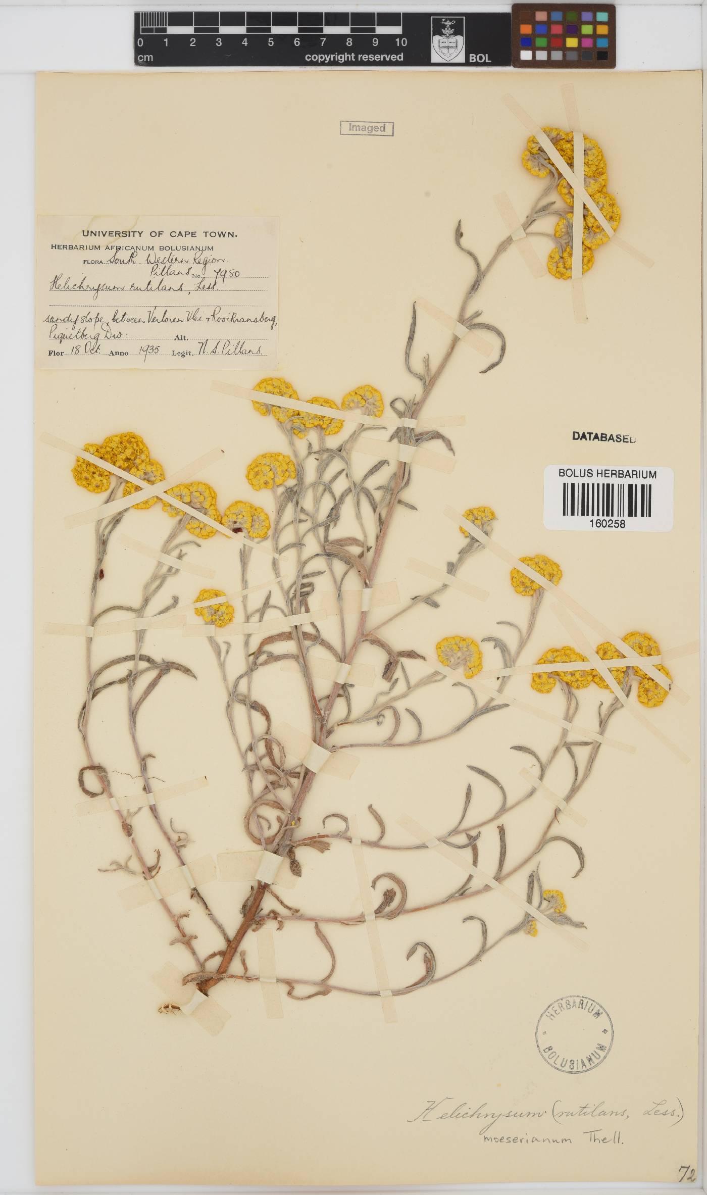 Helichrysum moeserianum image