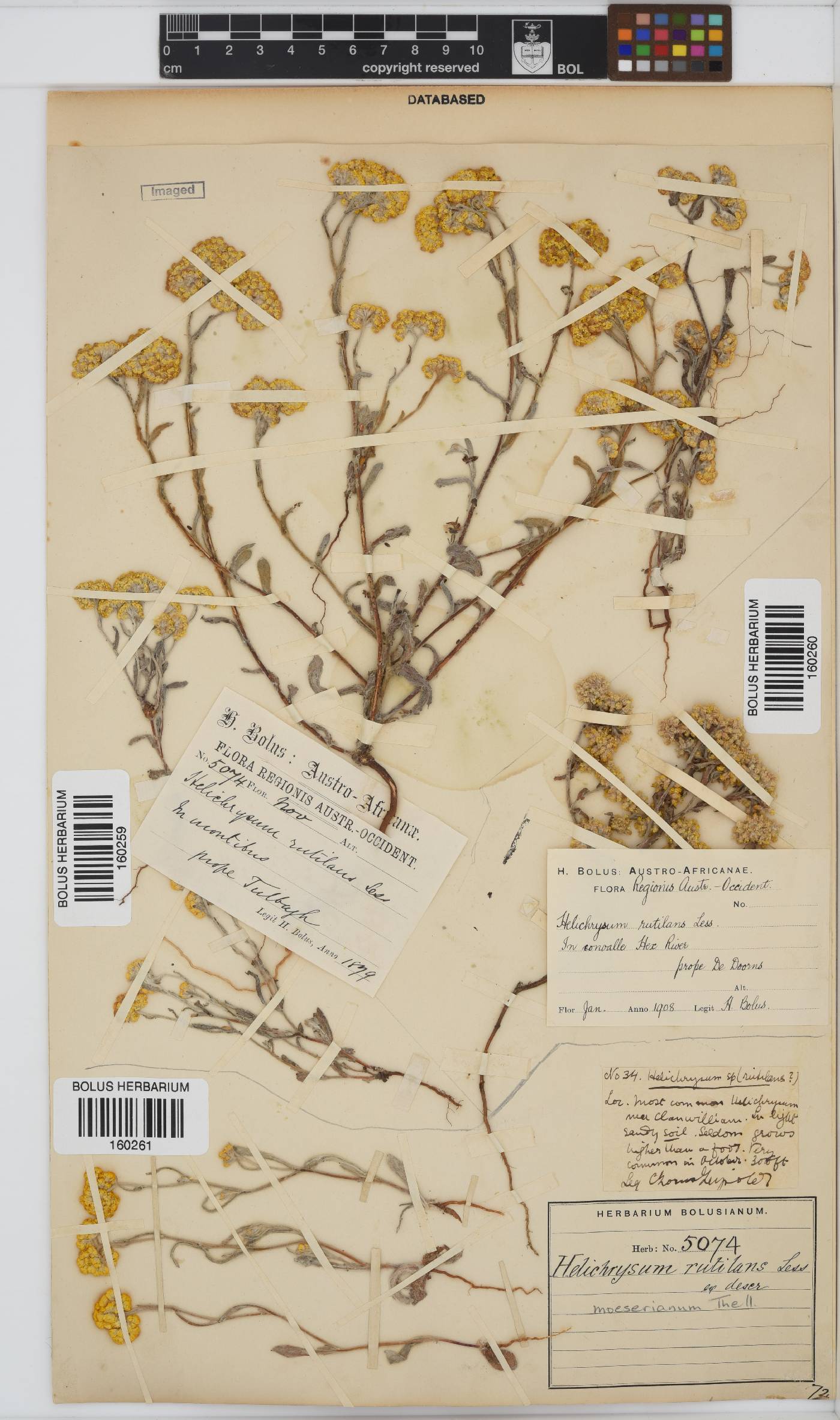 Helichrysum moeserianum image