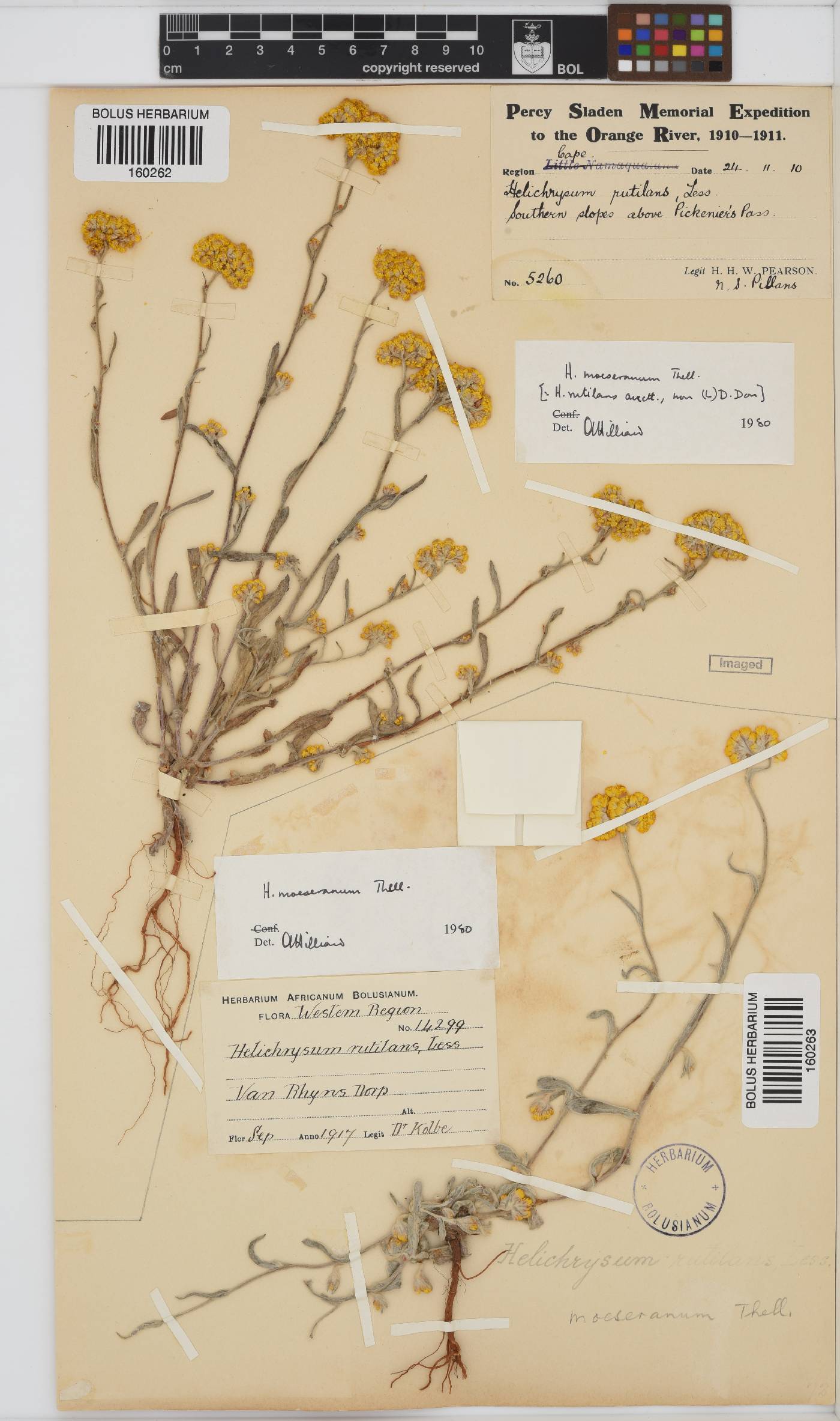 Helichrysum moeserianum image