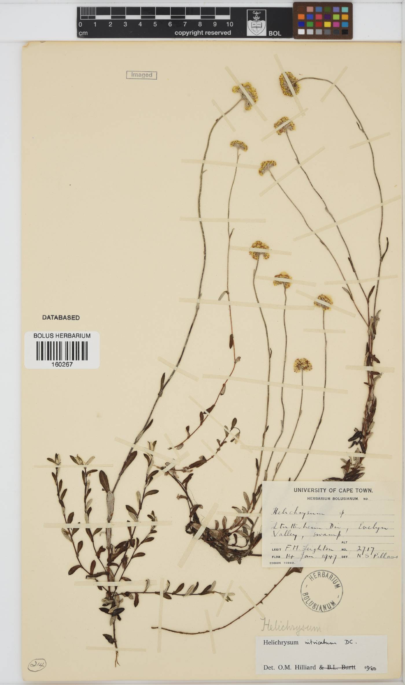 Helichrysum intricatum image