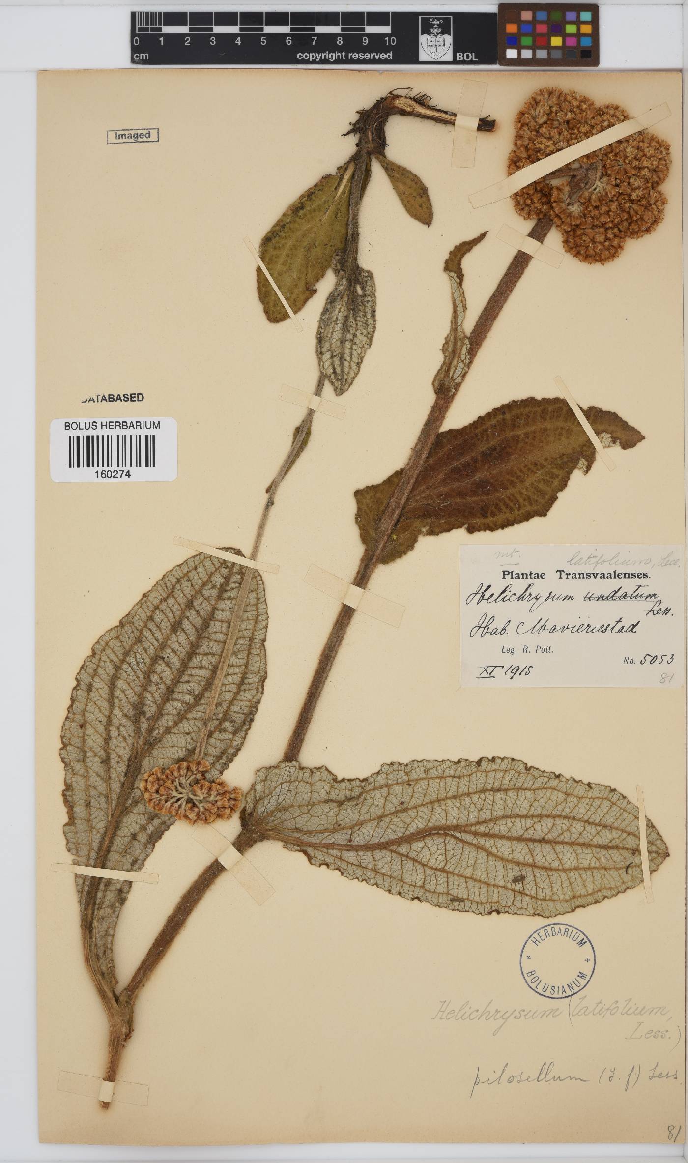 Helichrysum nudifolium image
