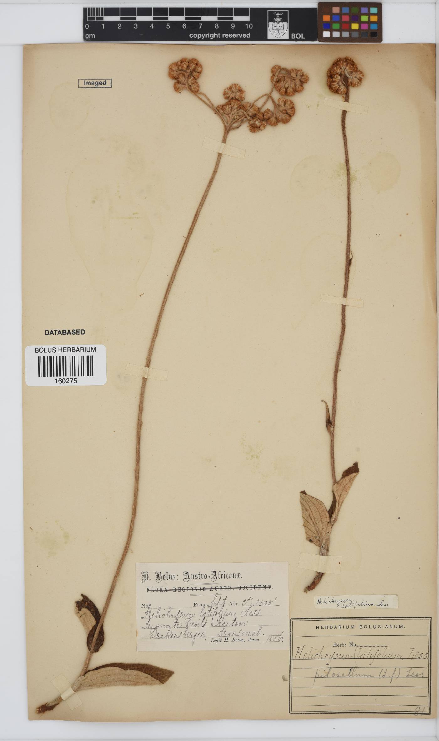 Helichrysum nudifolium var. pilosellum image