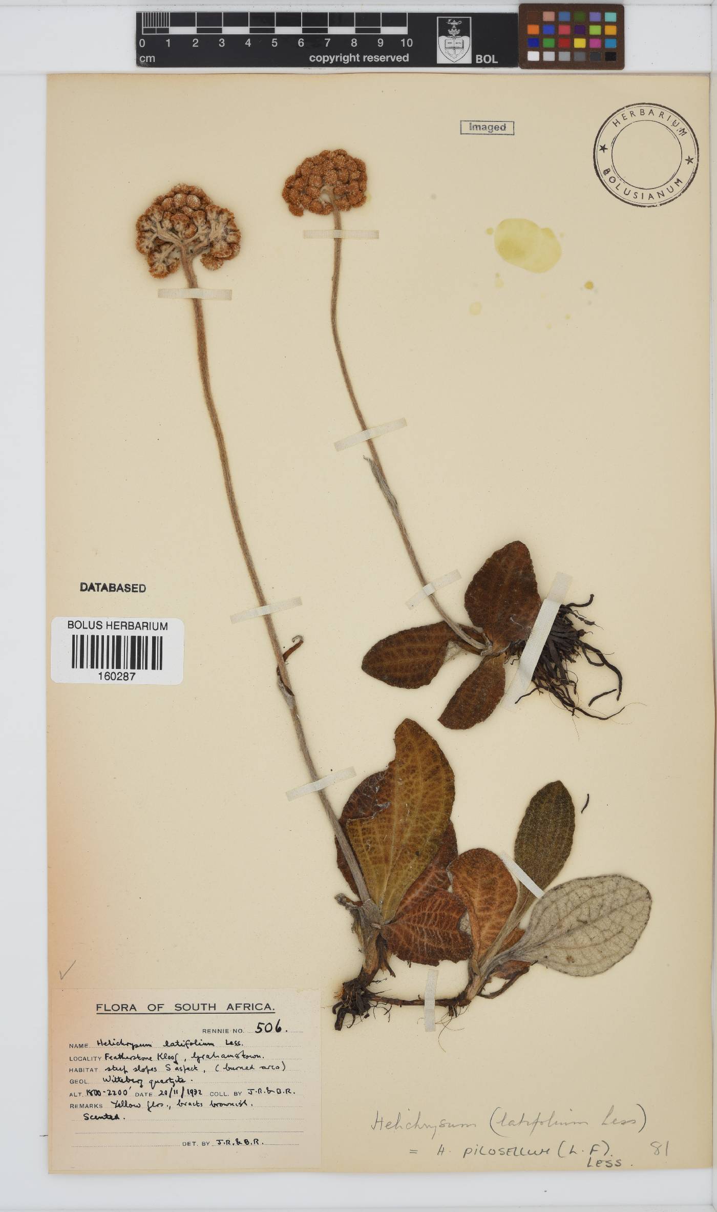 Helichrysum nudifolium image