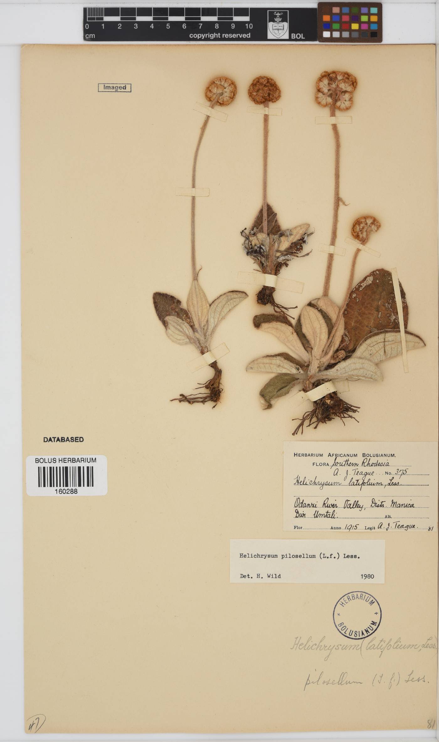 Helichrysum nudifolium image