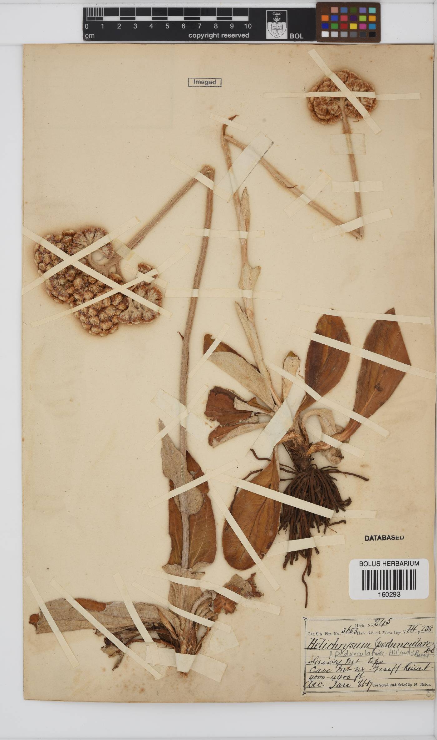 Helichrysum pedunculatum image