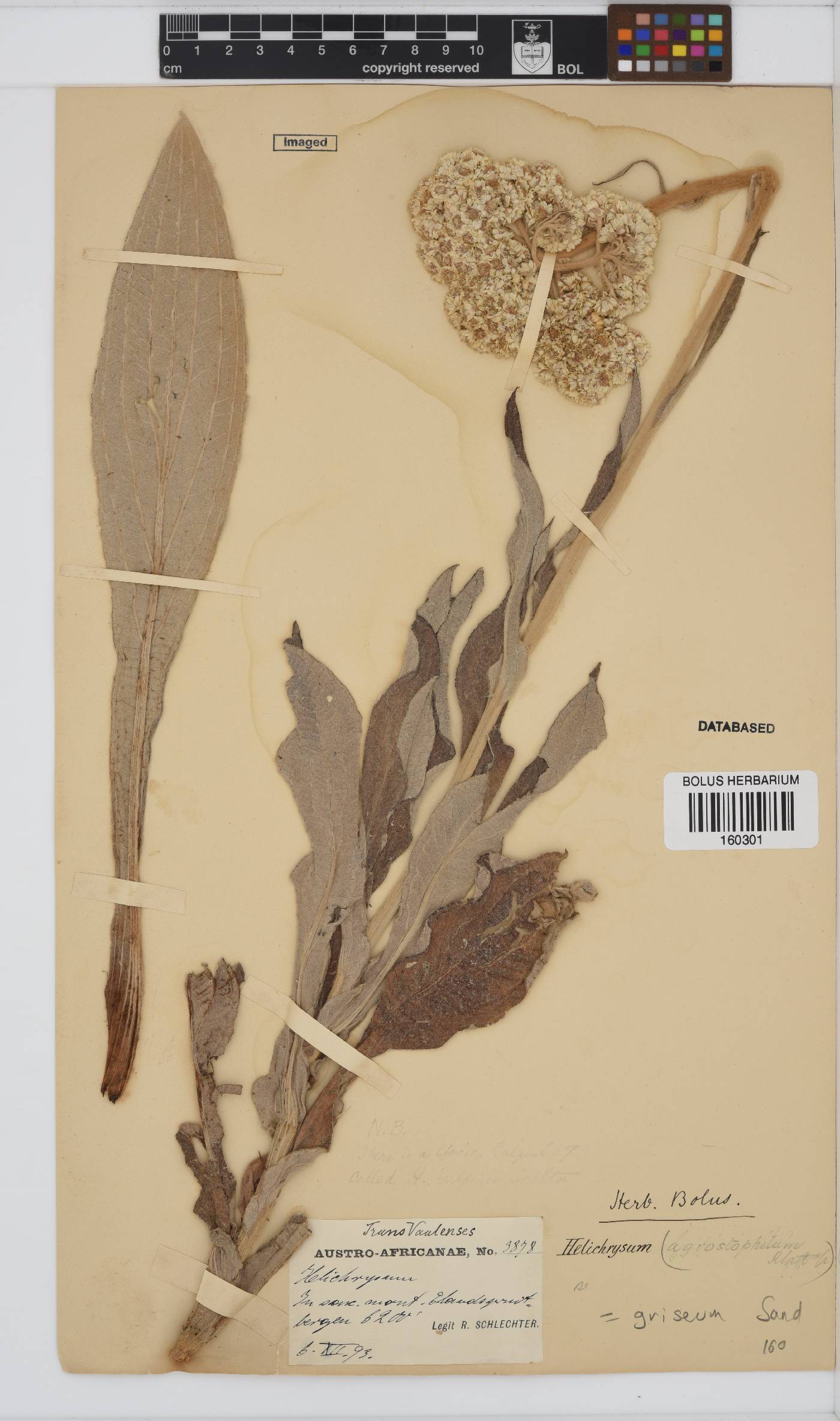 Helichrysum griseum image