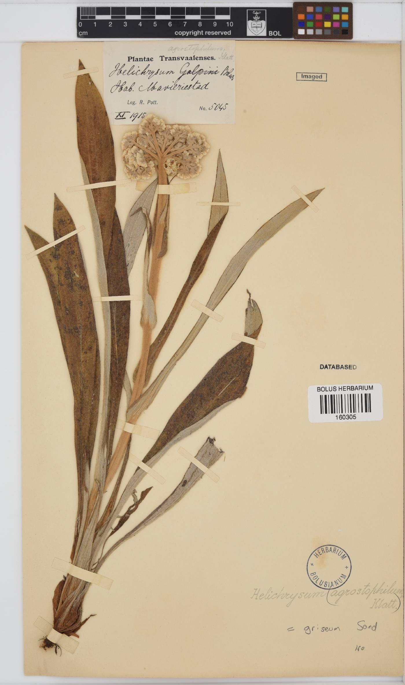 Helichrysum griseum image