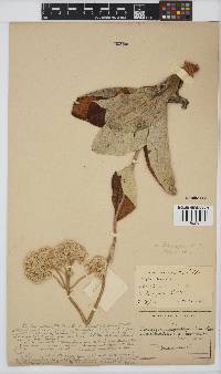 Helichrysum griseum image