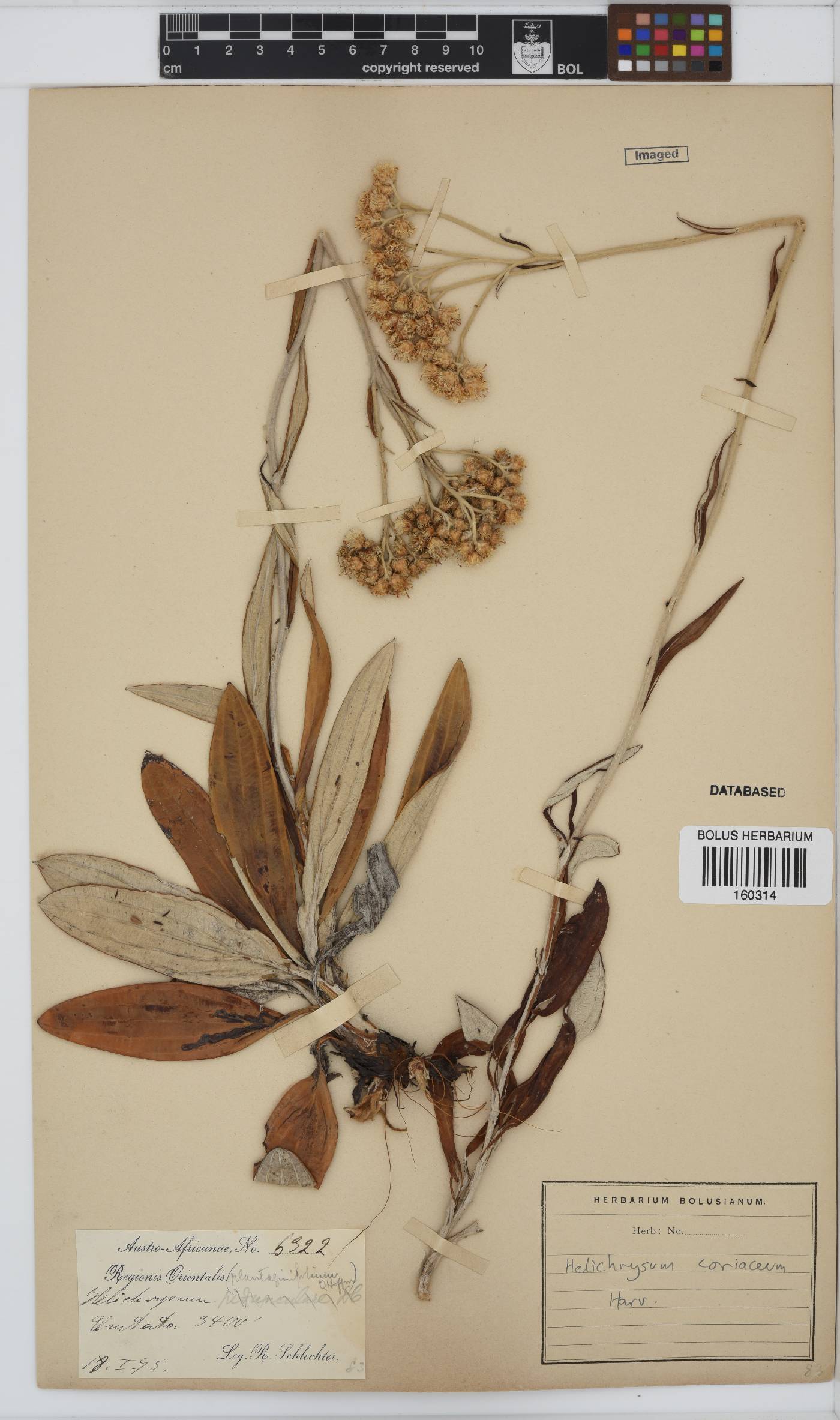 Helichrysum coriaceum image