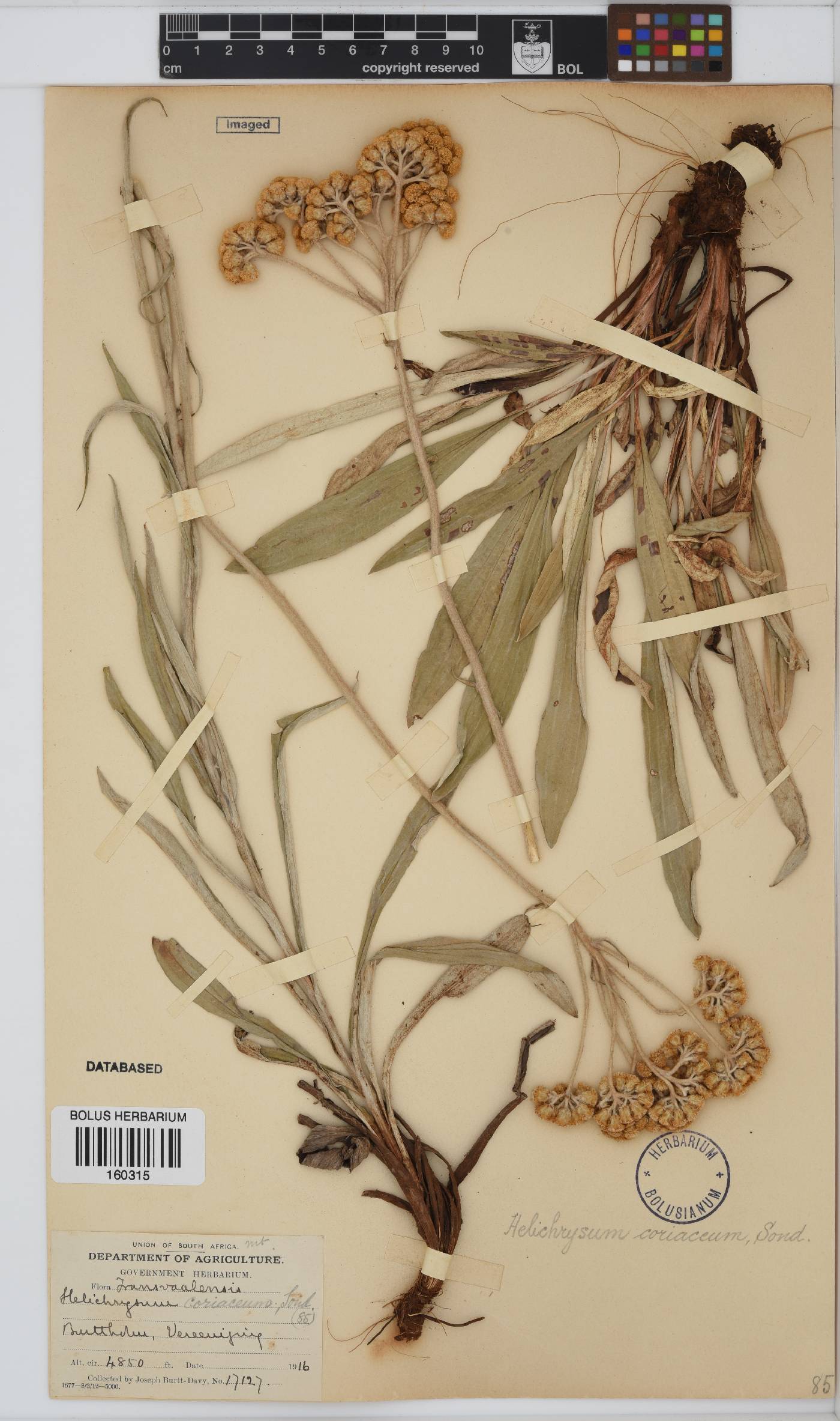 Helichrysum coriaceum image