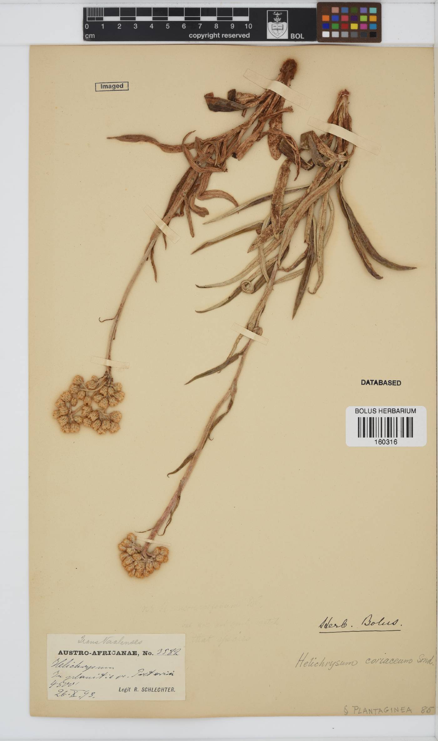Helichrysum coriaceum image
