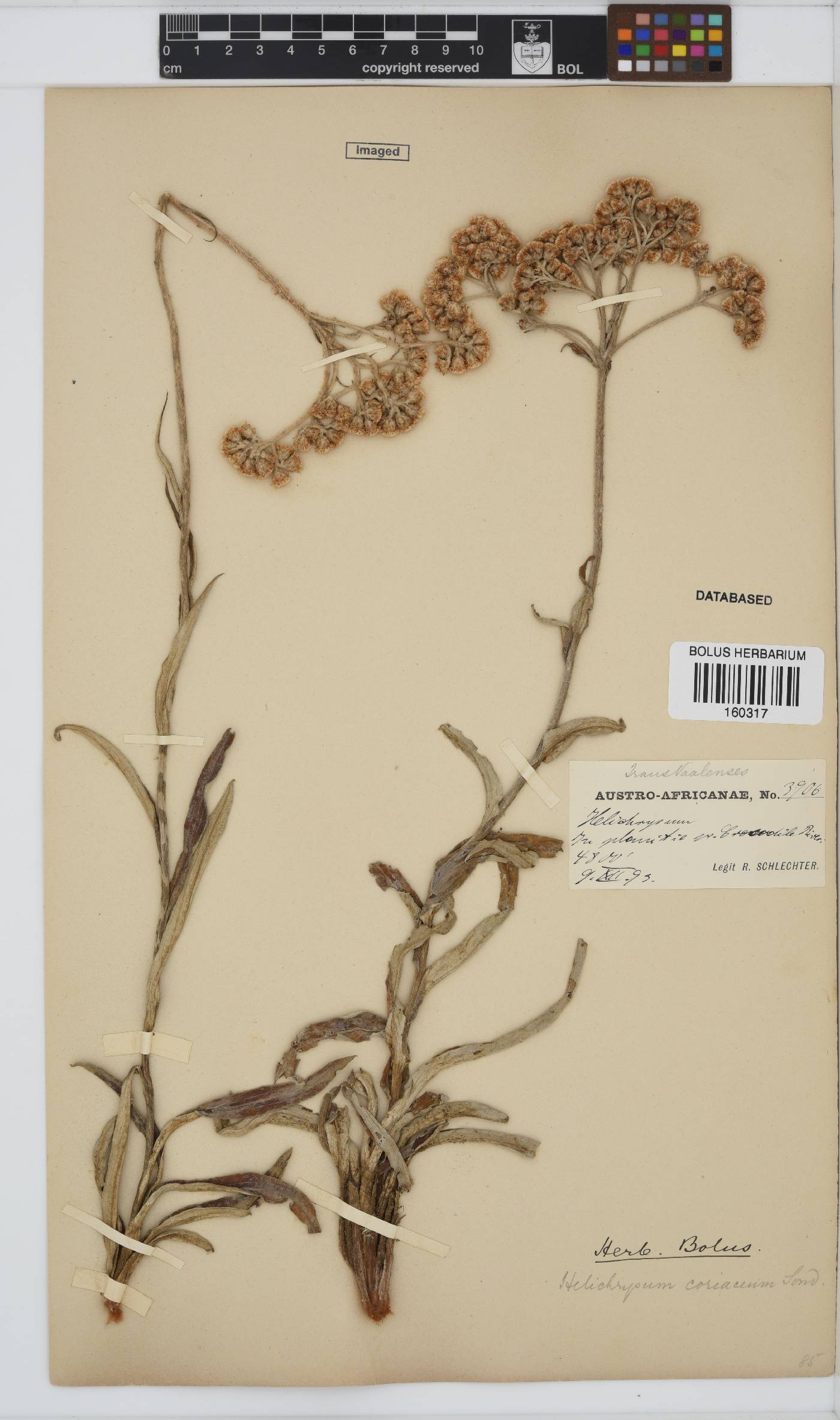 Helichrysum coriaceum image