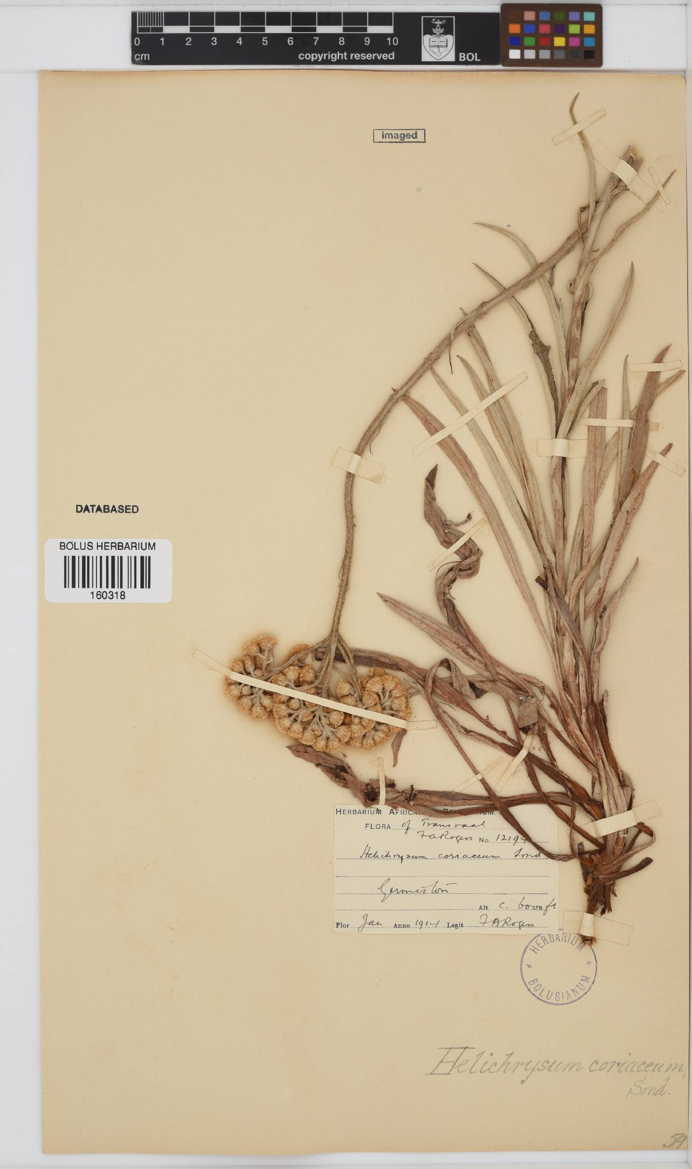 Helichrysum coriaceum image