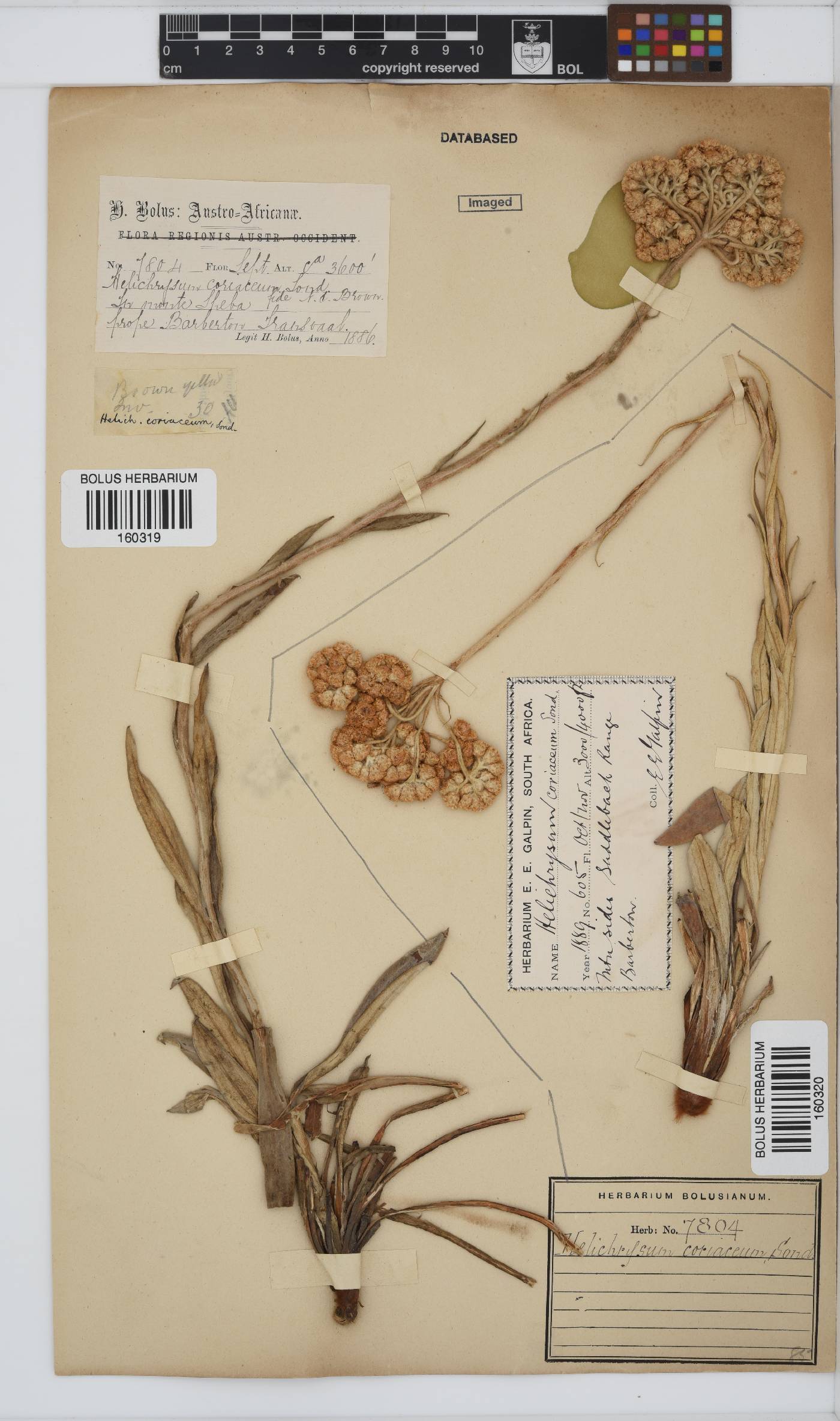 Helichrysum coriaceum image
