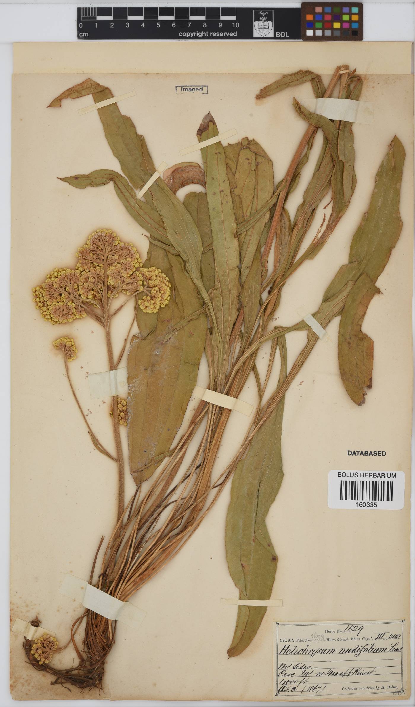 Helichrysum image